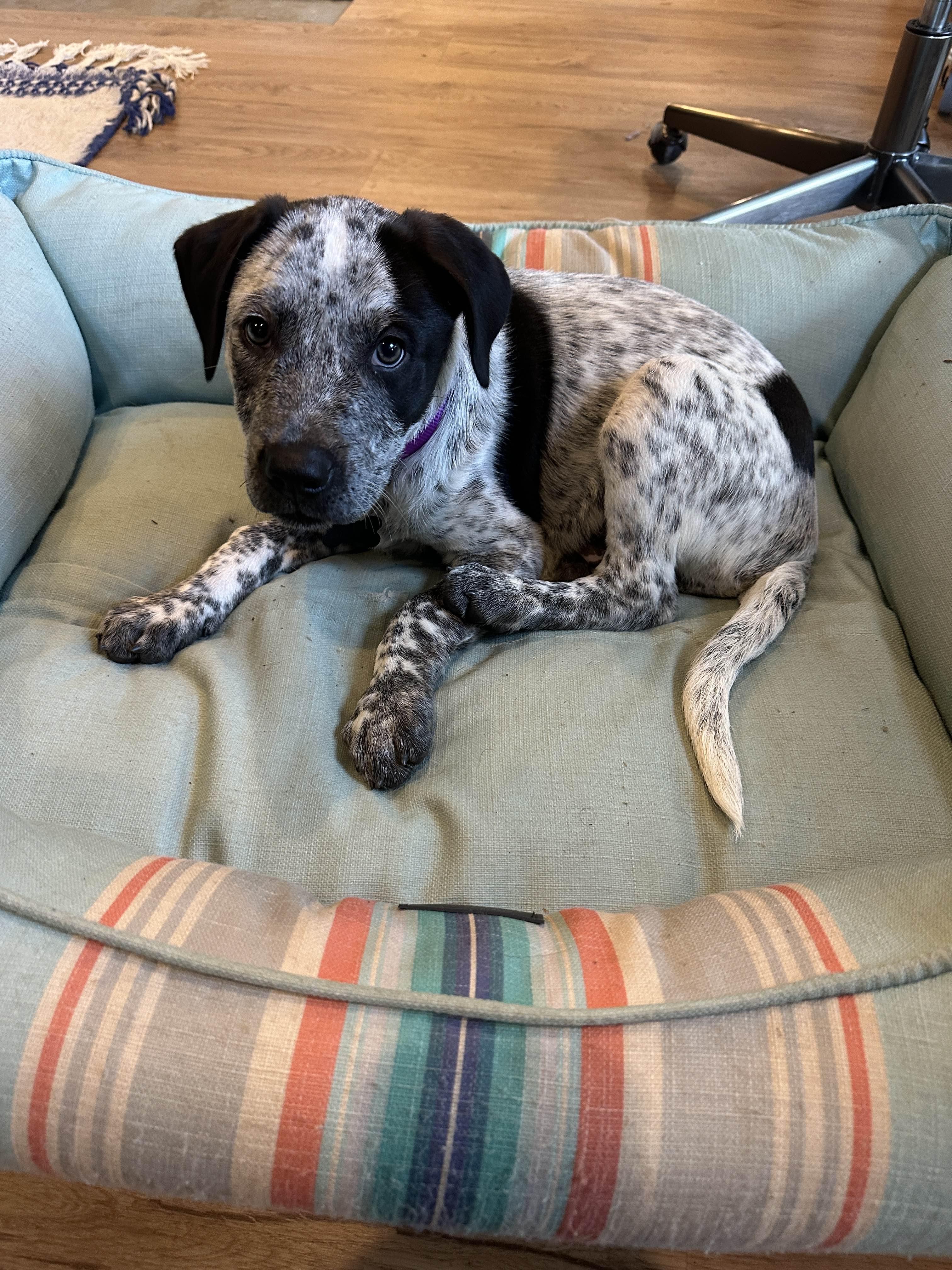 Enlarge Tex - Adoption Pending, a ADOPTABLE mixed breed in Portland, OR image 3/3