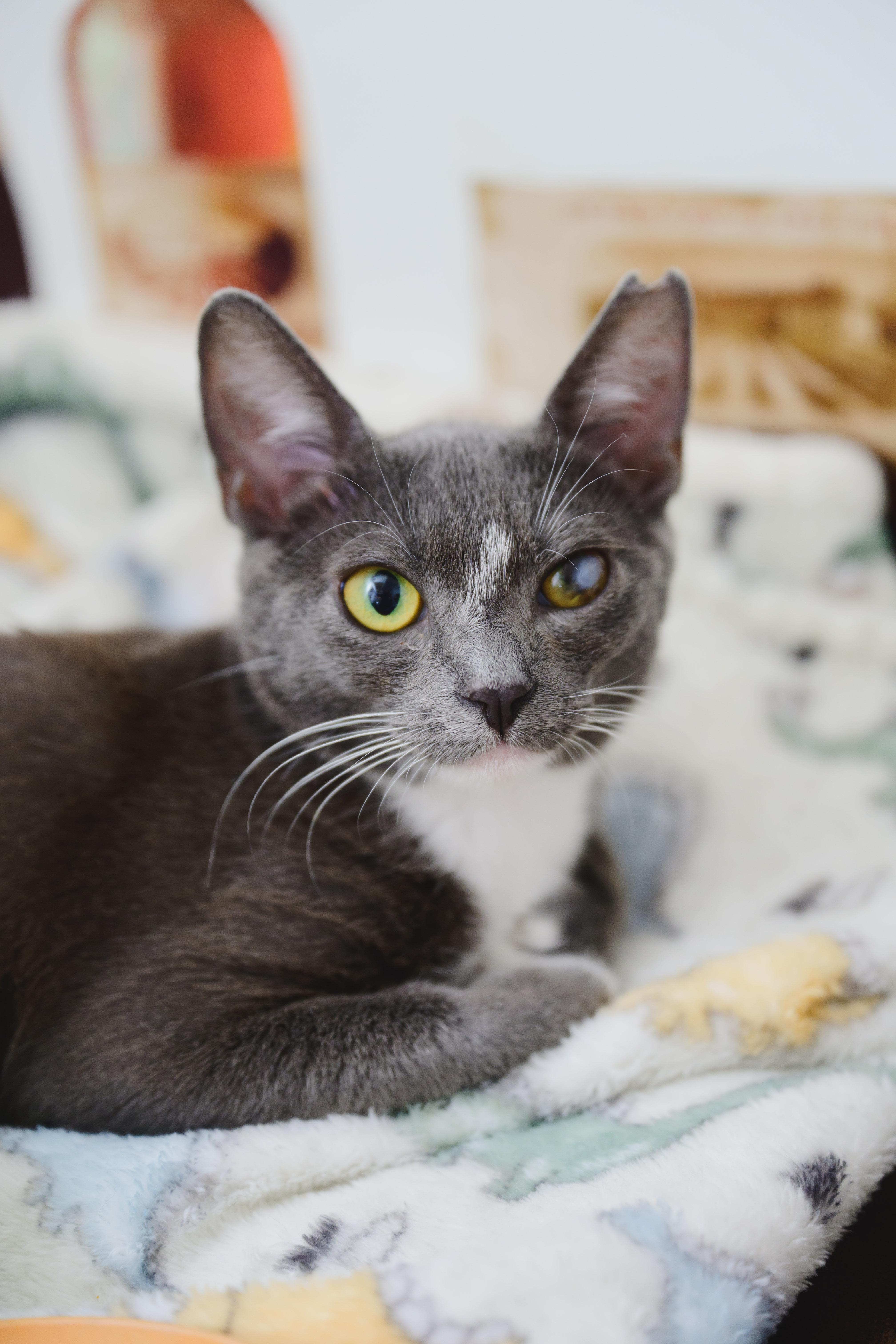 Koa, a Adopted mixed breed in Honolulu, HI image 2/4