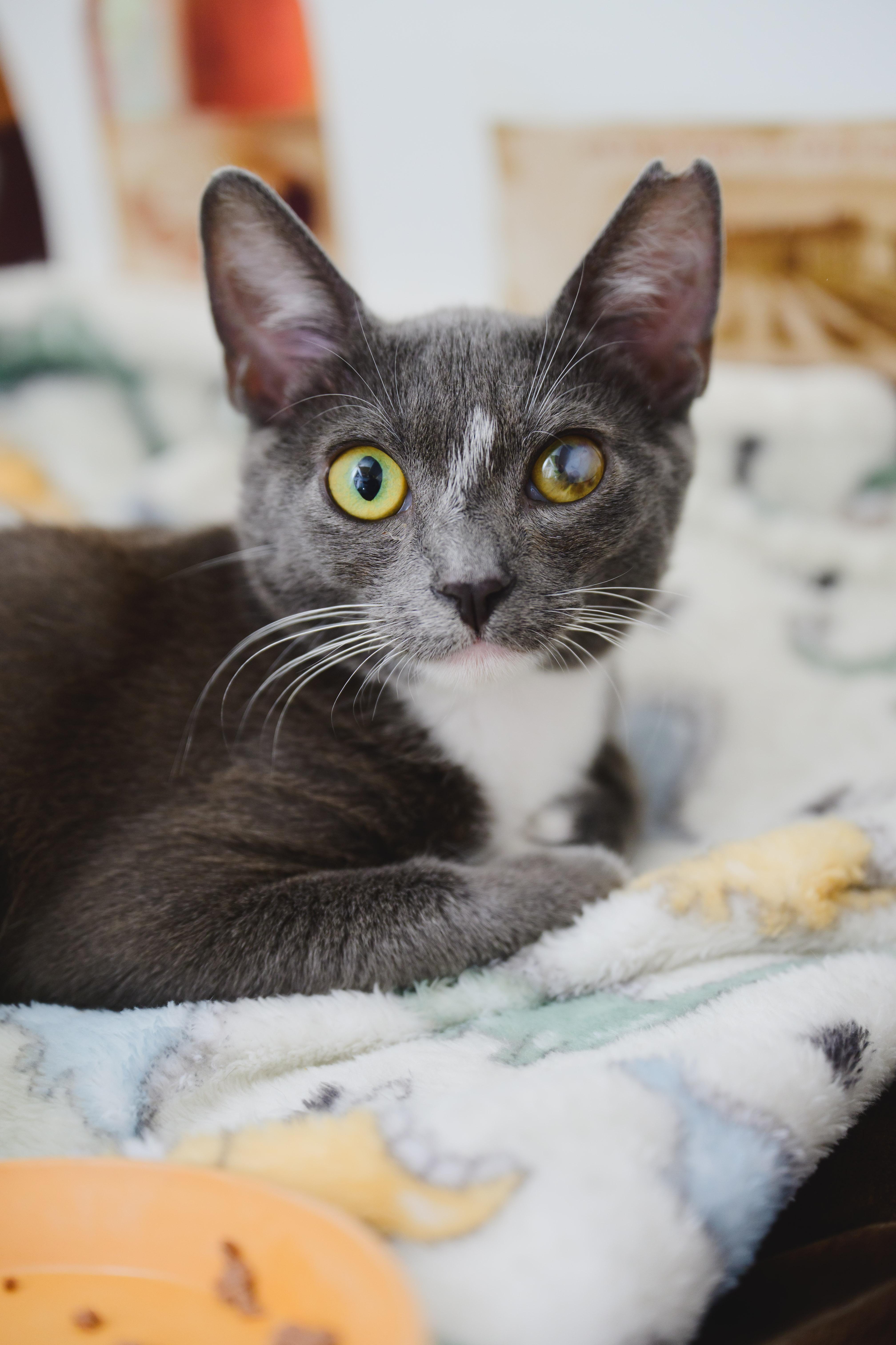 Koa, a Adopted mixed breed in Honolulu, HI image 3/4