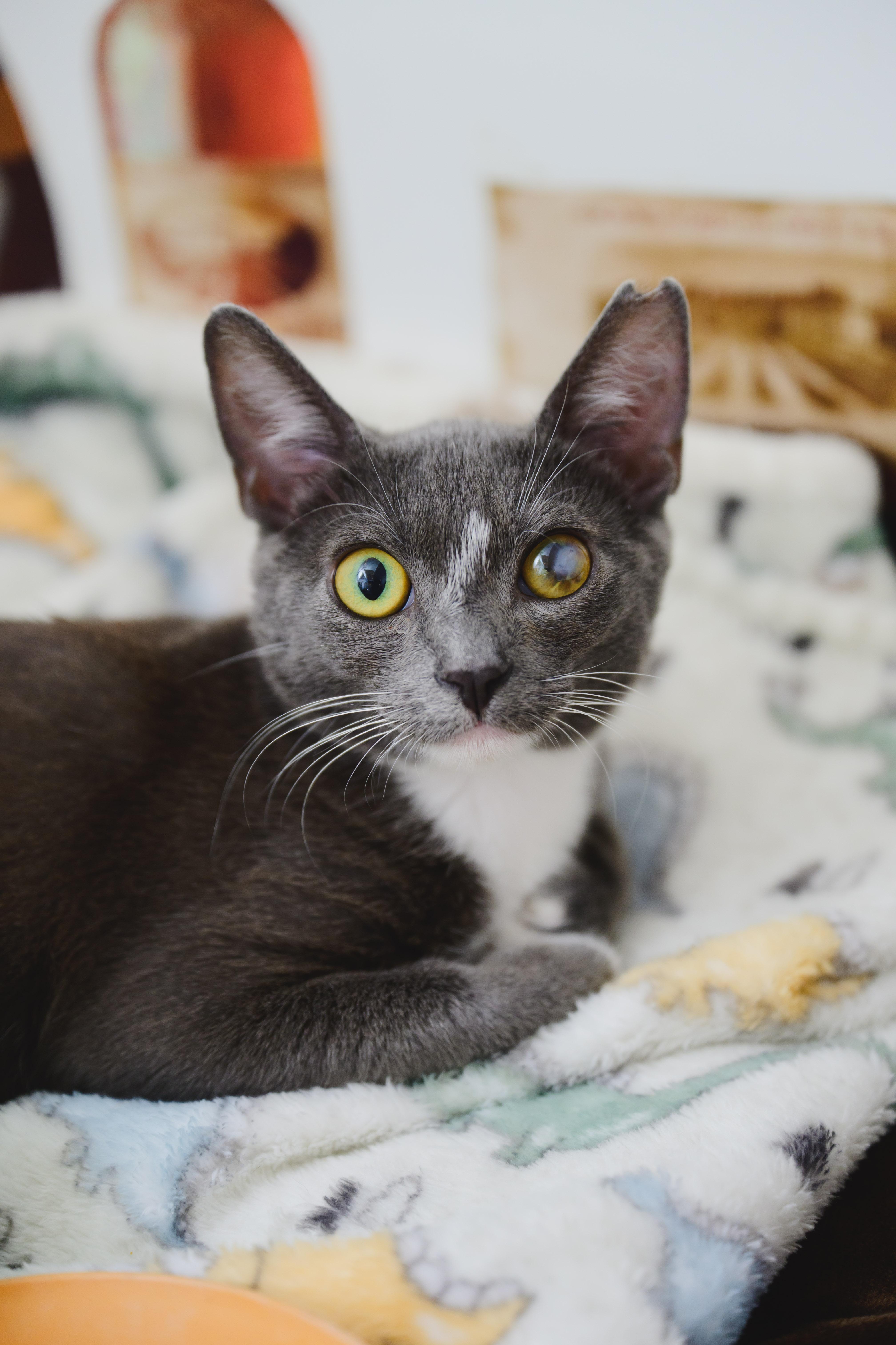 Koa, a Adopted mixed breed in Honolulu, HI image 4/4