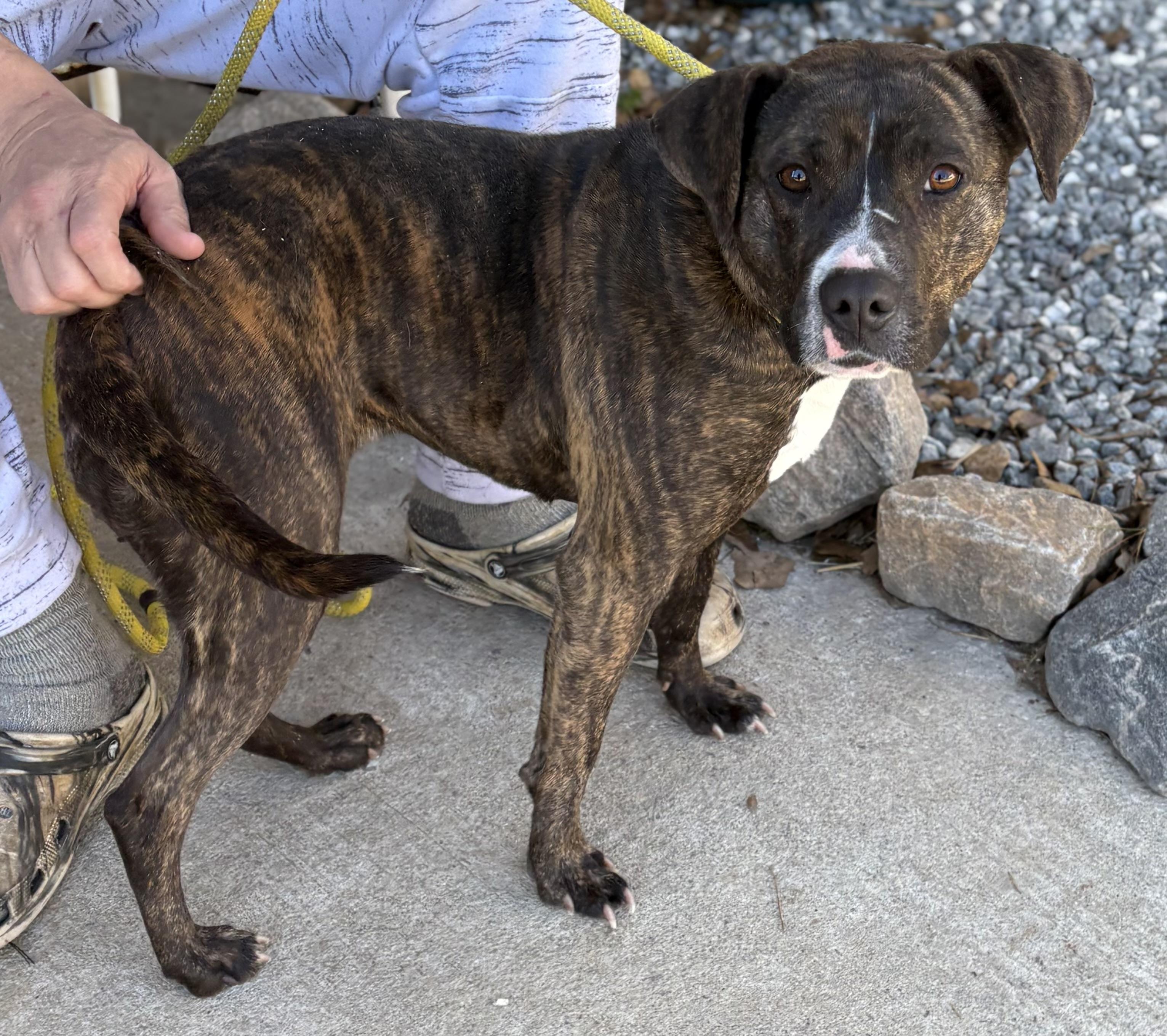 Enlarge HAZEL, a ADOPTABLE mixed breed in Newborn, GA image 2/6