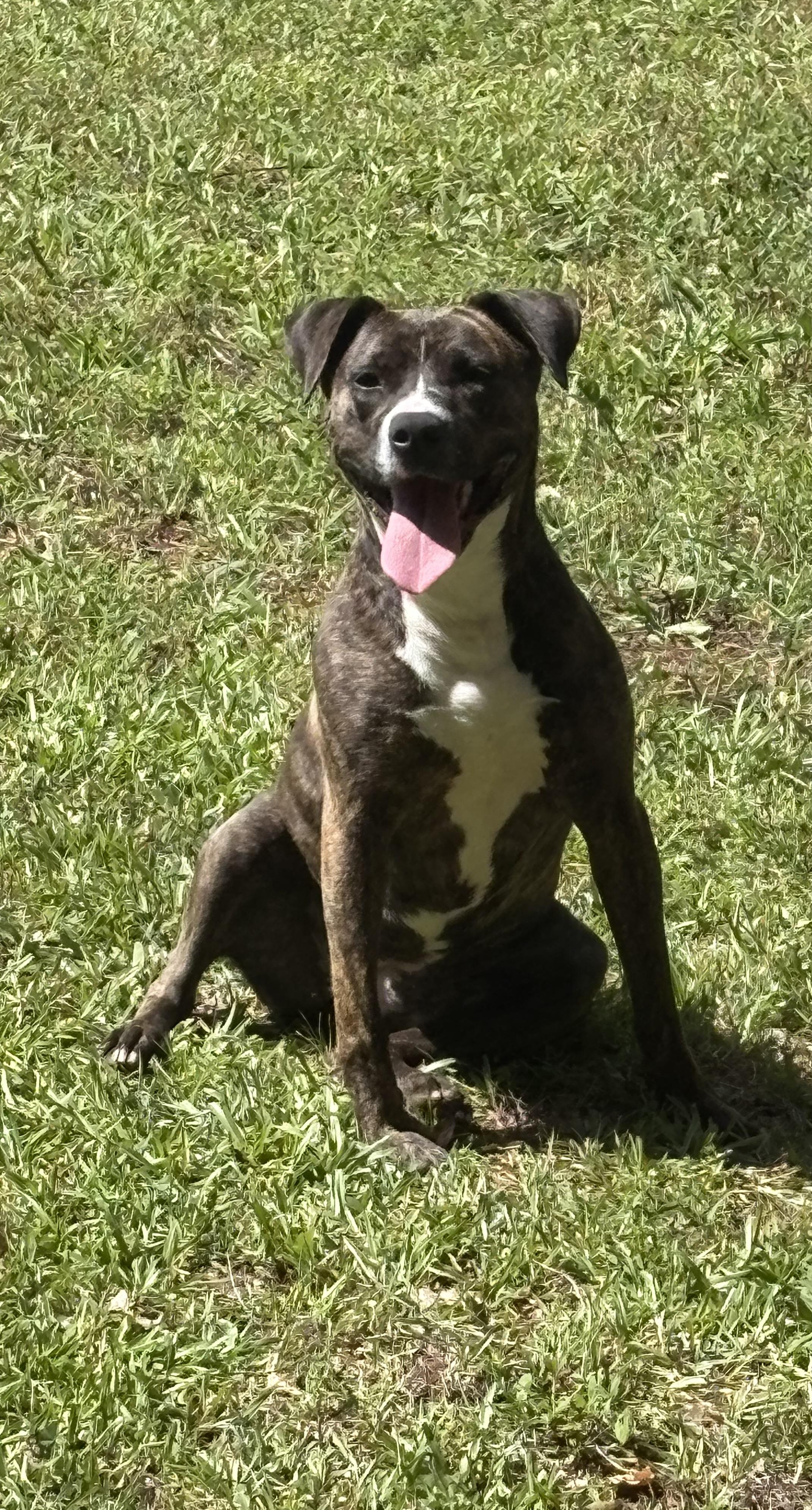 Enlarge HAZEL, a ADOPTABLE mixed breed in Newborn, GA image 1/6