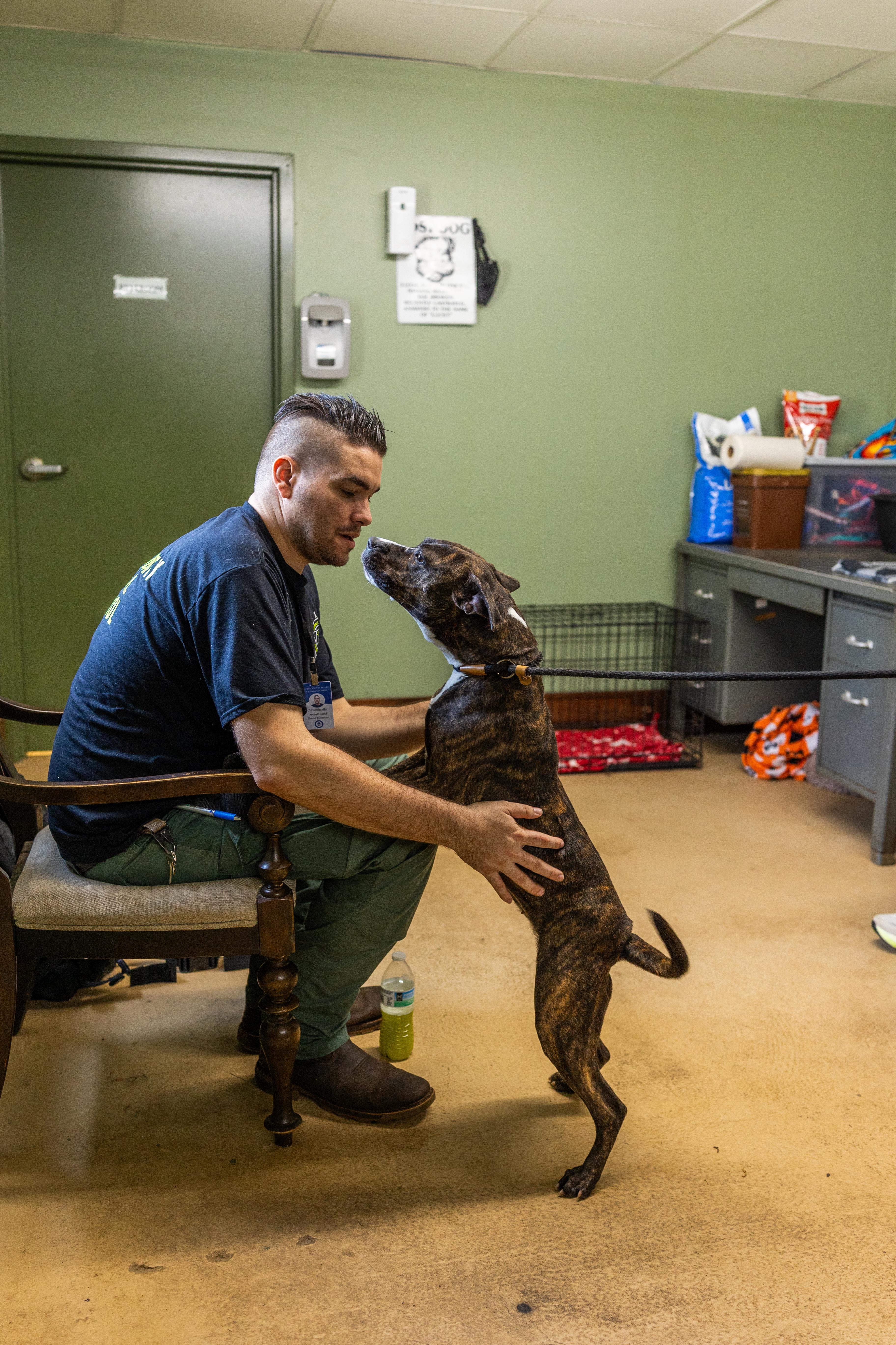 Enlarge HAZEL, a ADOPTABLE mixed breed in Newborn, GA image 6/6
