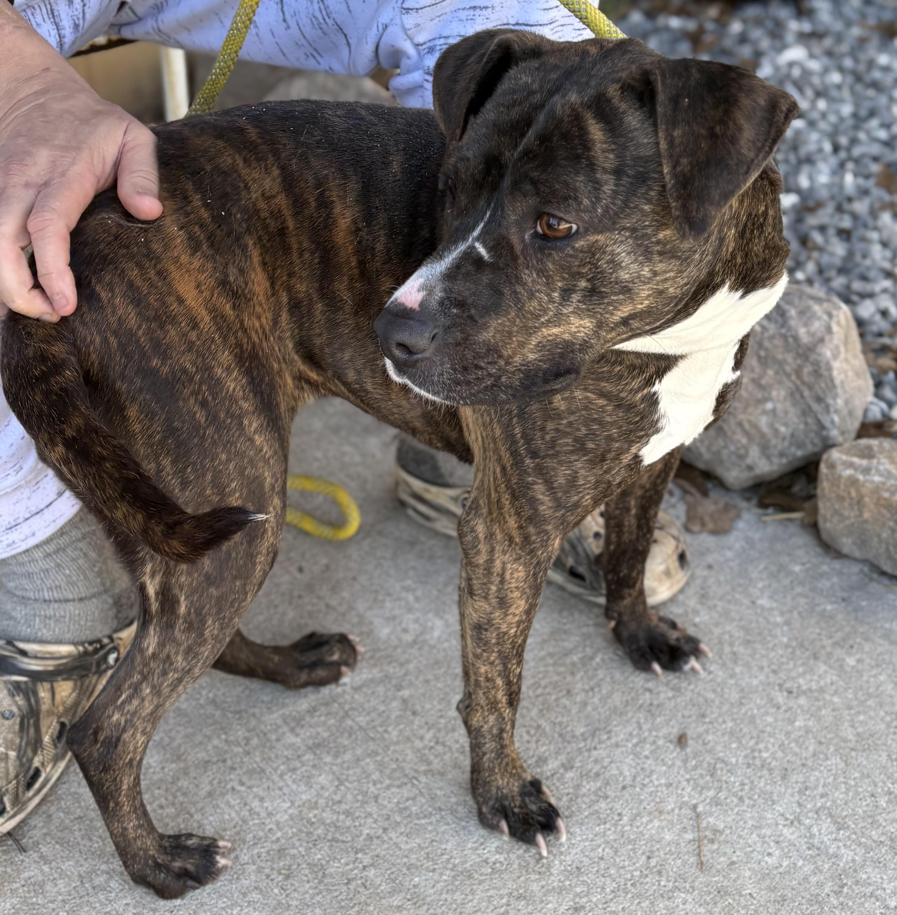 Enlarge HAZEL, a ADOPTABLE mixed breed in Newborn, GA image 3/6