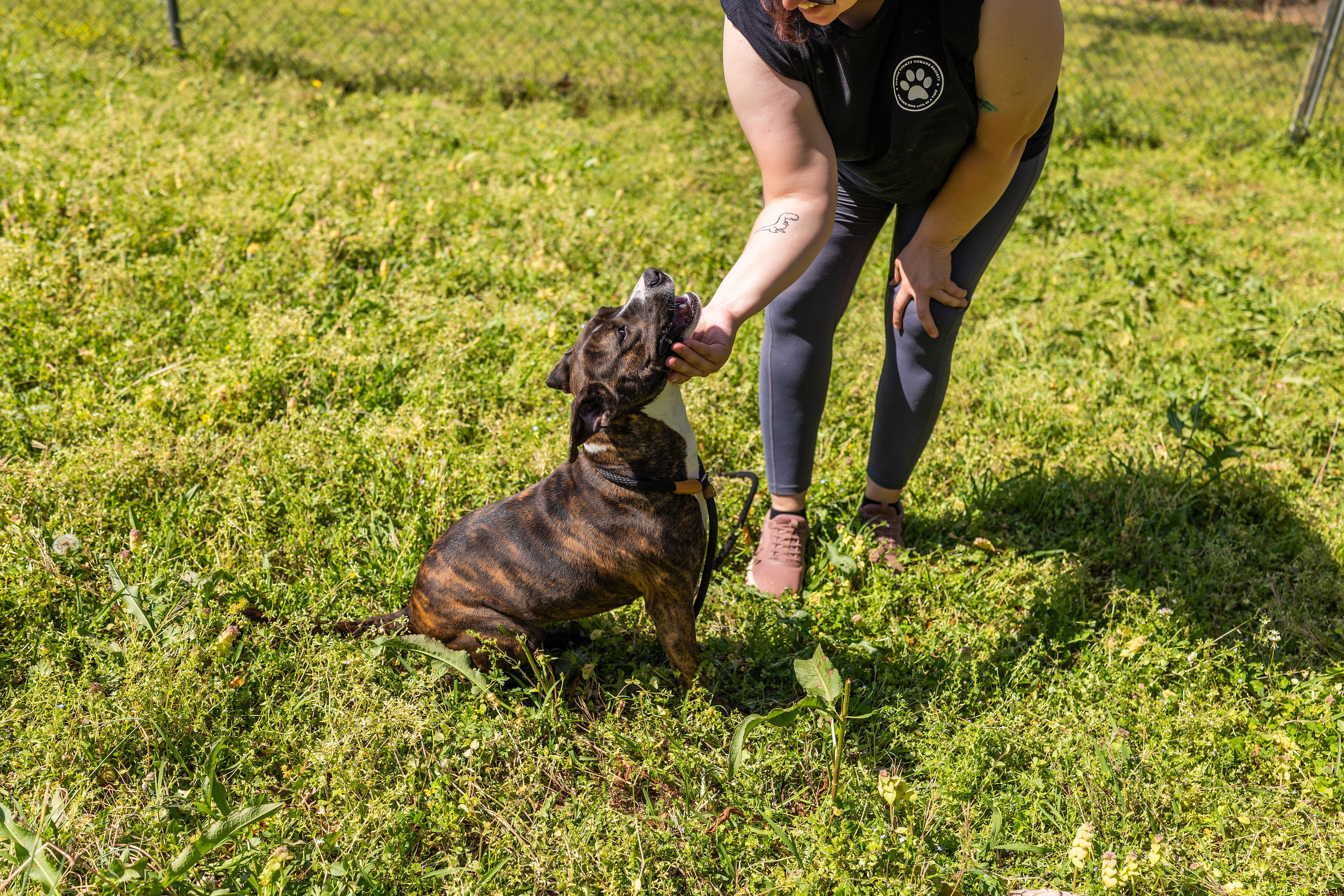 Enlarge HAZEL, a ADOPTABLE mixed breed in Newborn, GA image 5/6