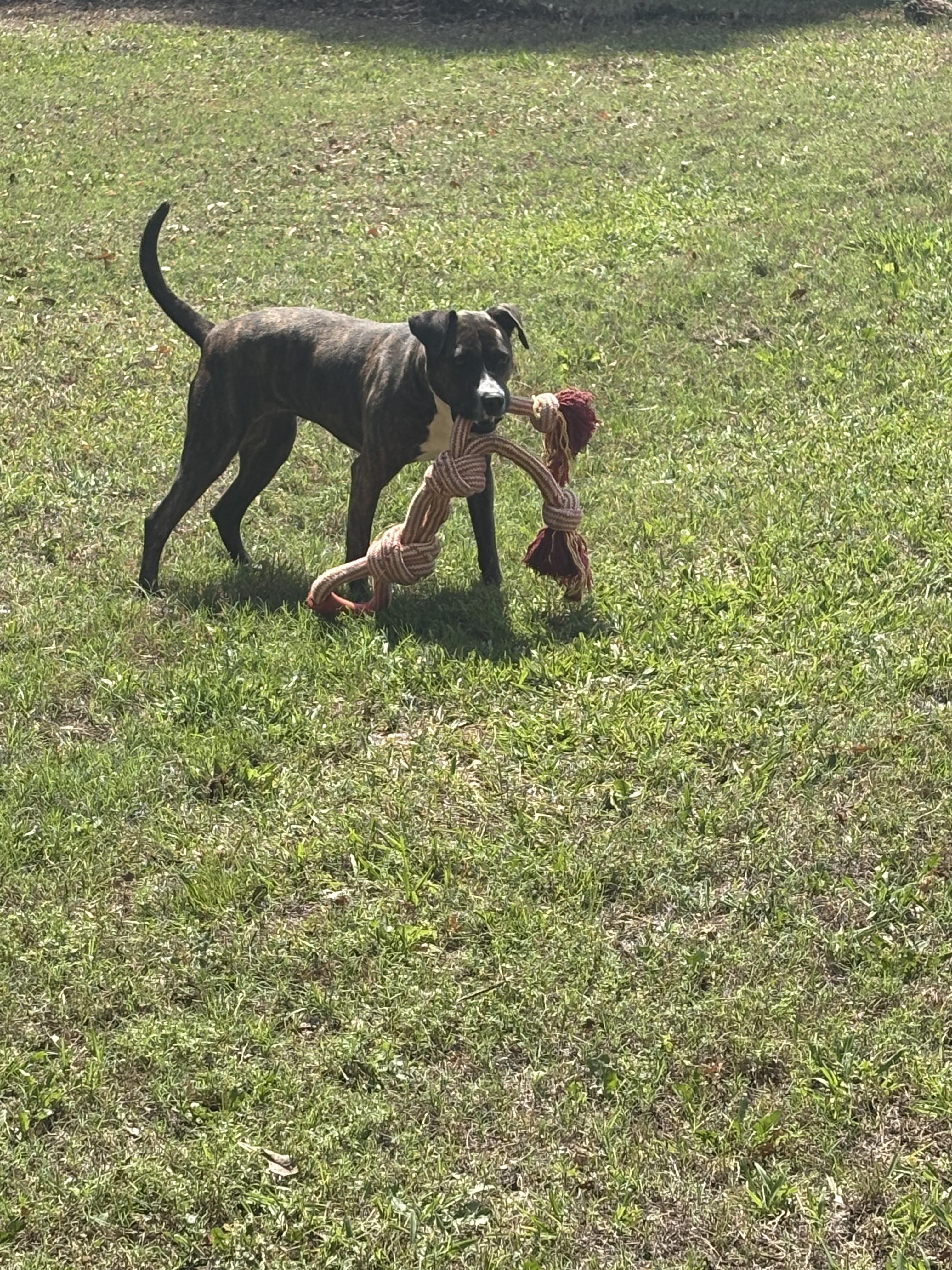 Enlarge HAZEL, a ADOPTABLE mixed breed in Newborn, GA image 6/6