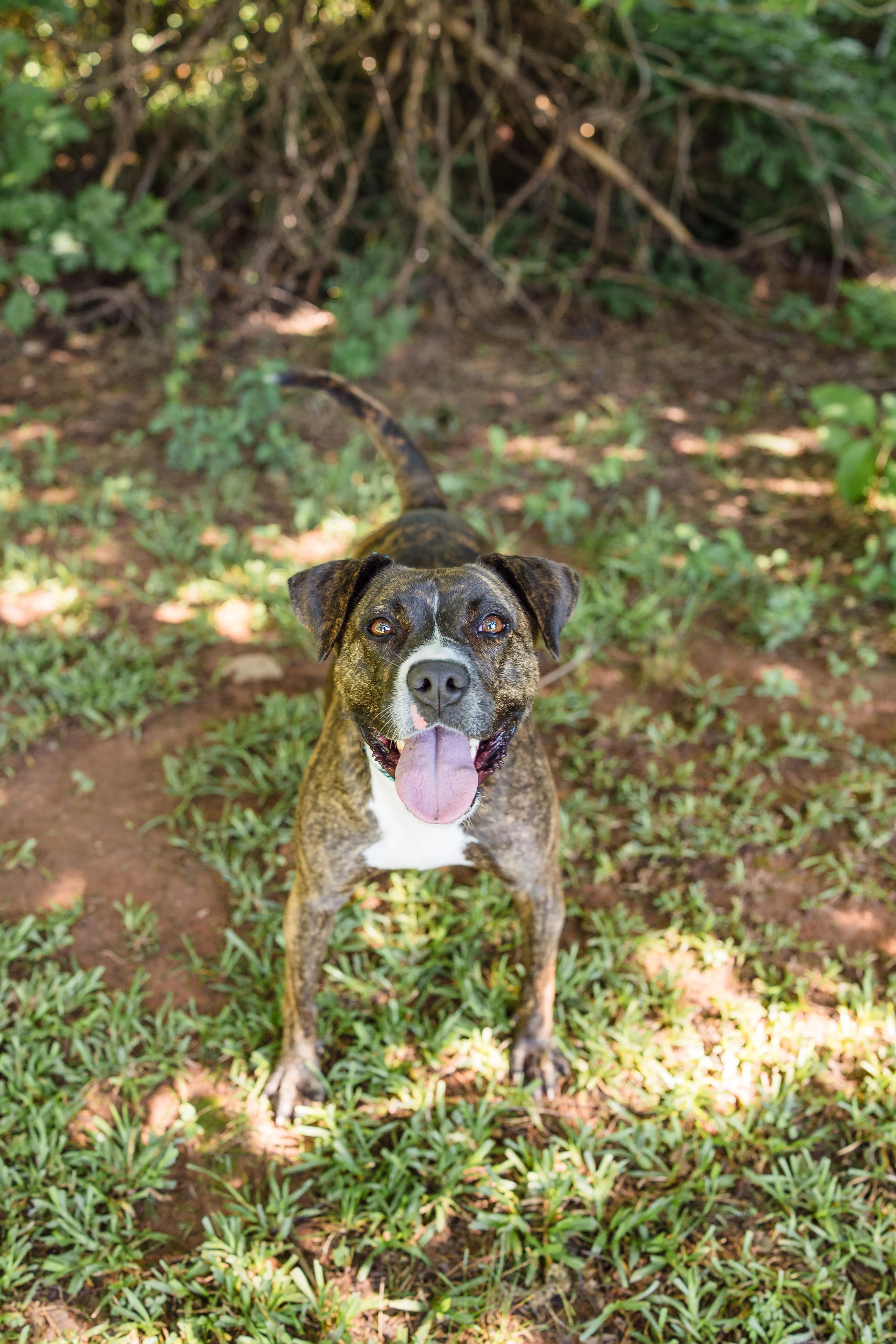 HAZEL, ADOPTABLE, Young Female American Staffordshire Terrier.