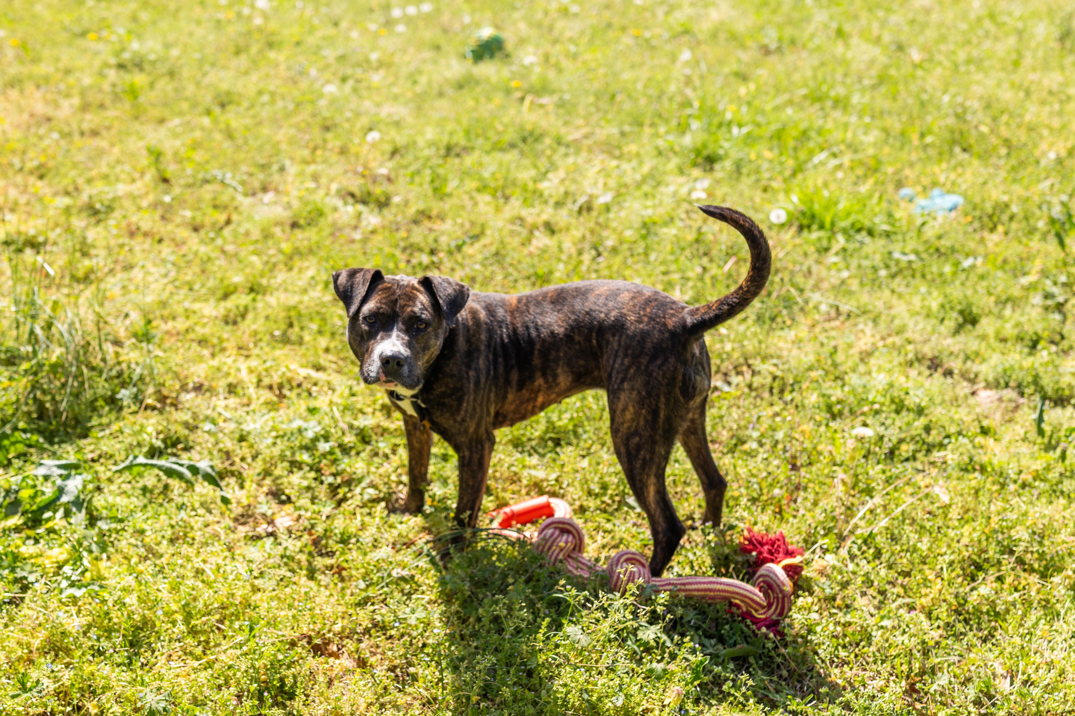 HAZEL, ADOPTABLE, Adult Female American Staffordshire Terrier.