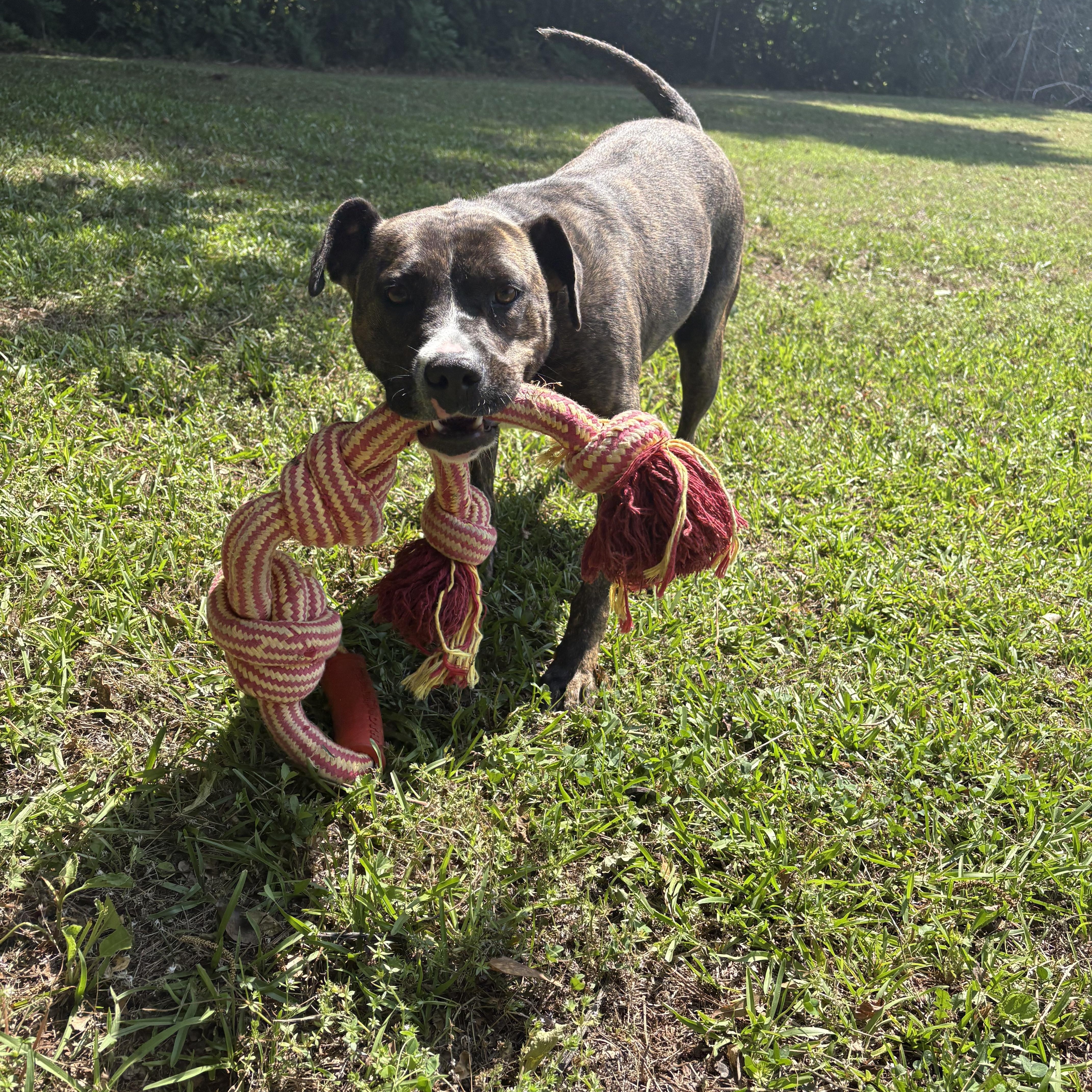 Enlarge HAZEL, a ADOPTABLE mixed breed in Newborn, GA image 5/6