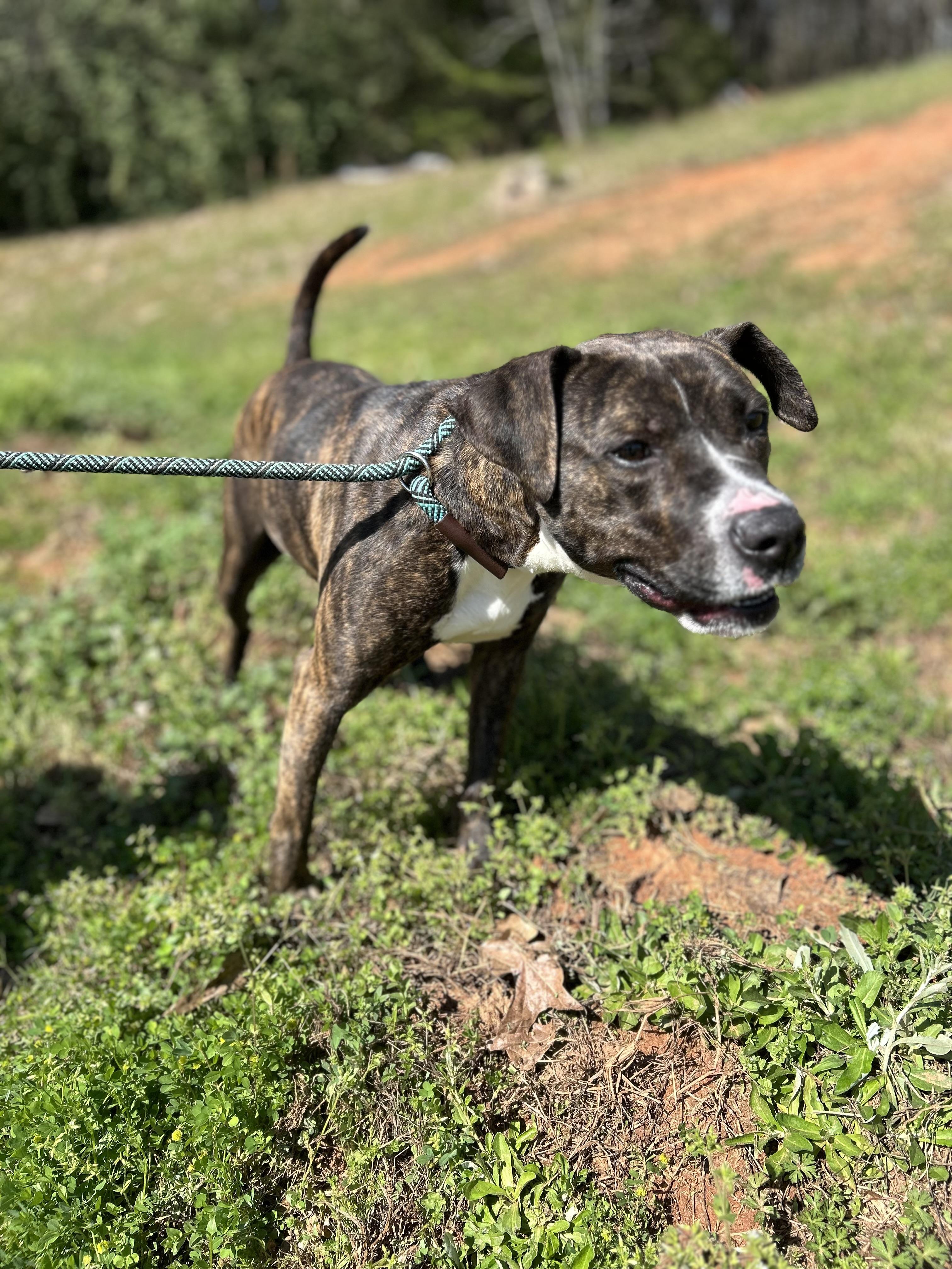Enlarge HAZEL, a ADOPTABLE mixed breed in Newborn, GA image 4/6