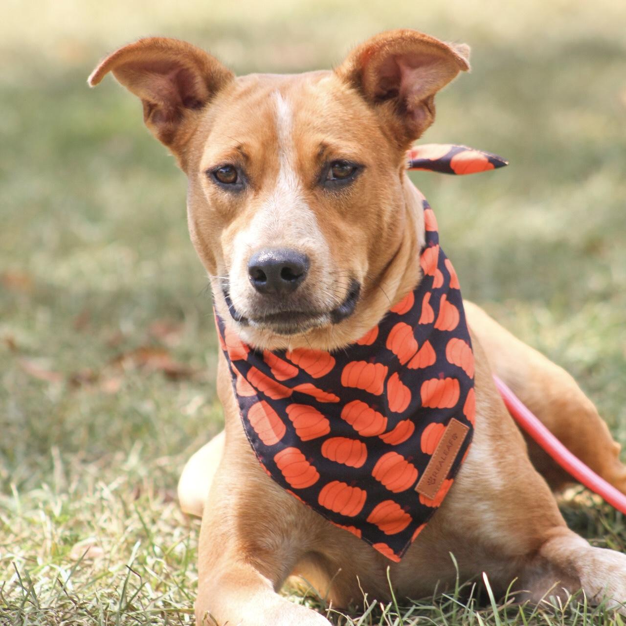 Enlarge Edie, a Adoptable mixed breed in Port Byron , NY image 3/6
