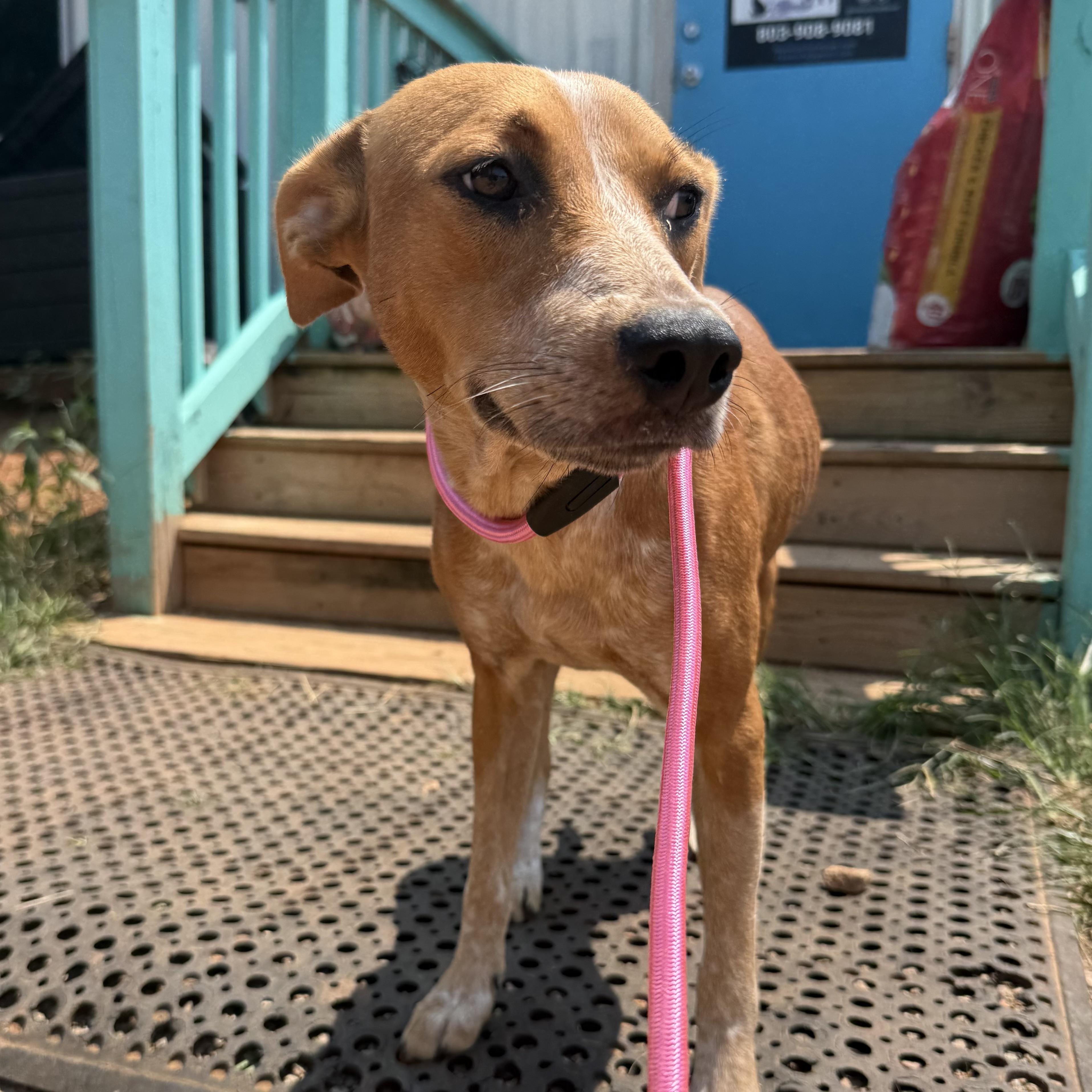 Enlarge Edie, a Adoptable mixed breed in Port Byron , NY image 5/6