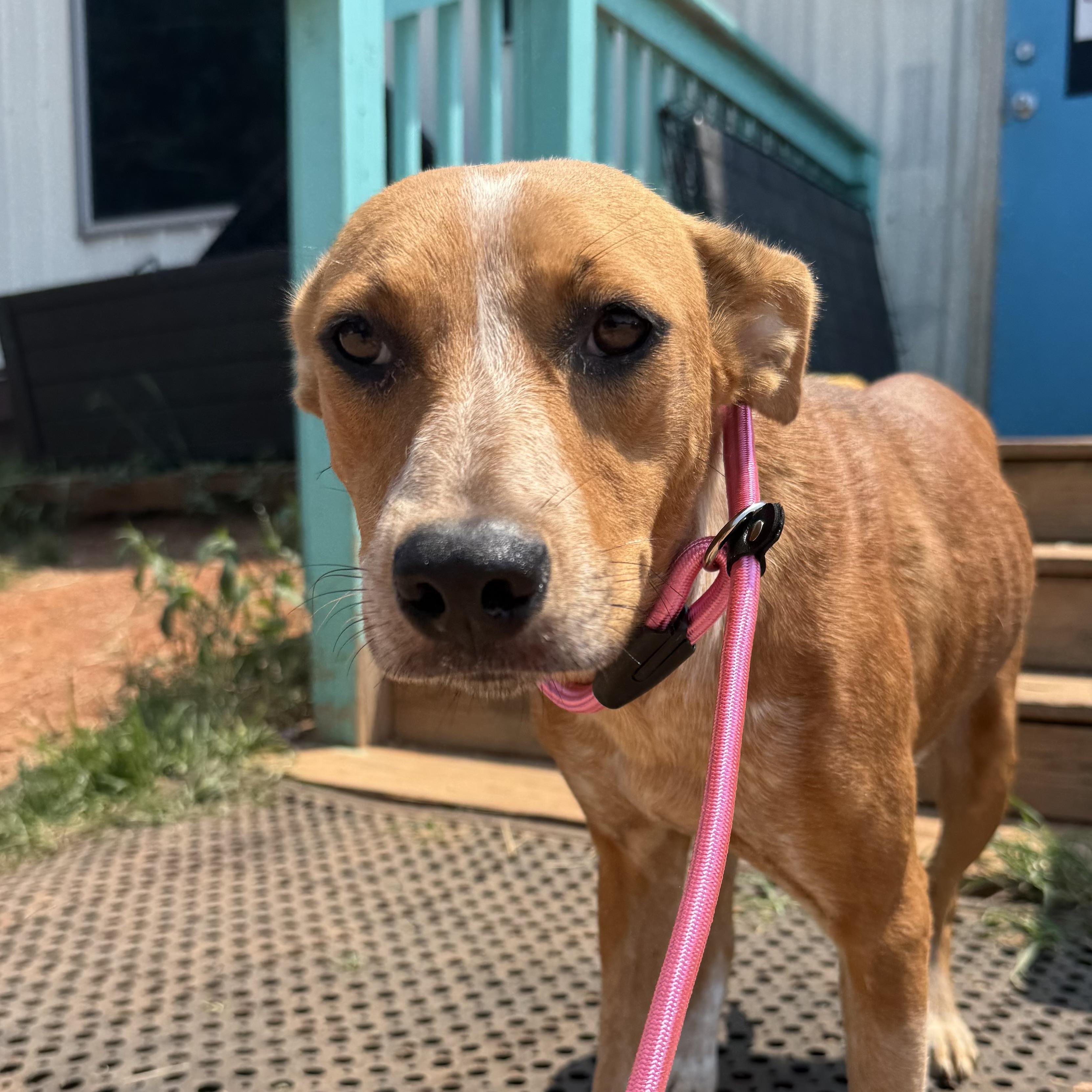 Enlarge Edie, a Adoptable mixed breed in Port Byron , NY image 4/6