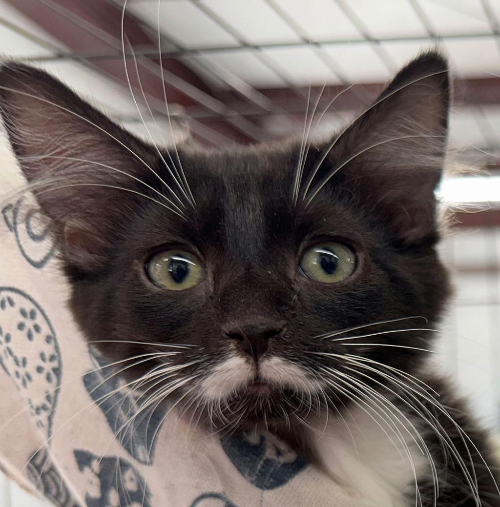 Enlarge Cookie, a Adopted Tuxedo in Horseshoe Bend, AR image 1/3