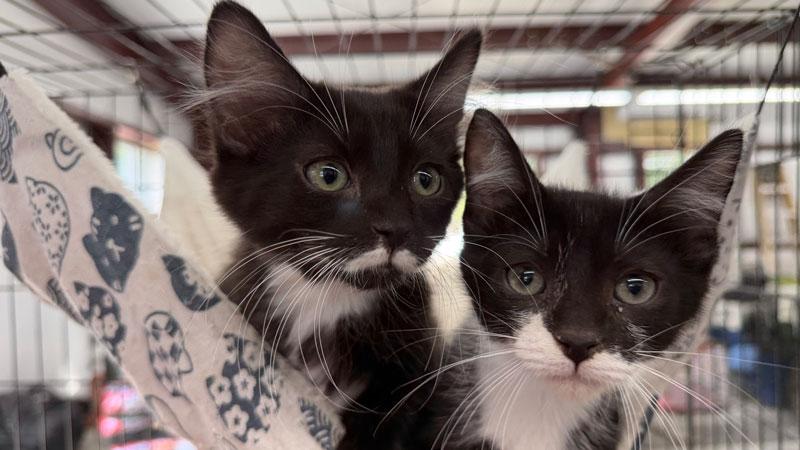 Enlarge Cookie, a Adopted Tuxedo in Horseshoe Bend, AR image 3/3