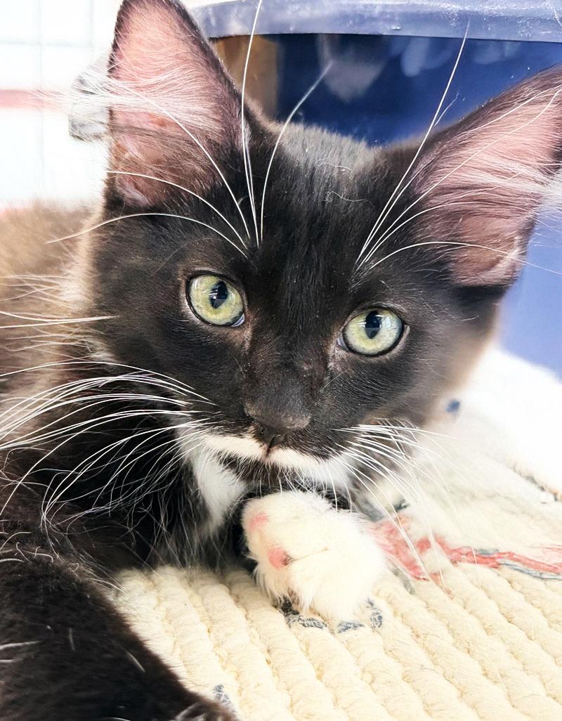 Enlarge Cookie, a Adopted Tuxedo in Horseshoe Bend, AR image 2/3