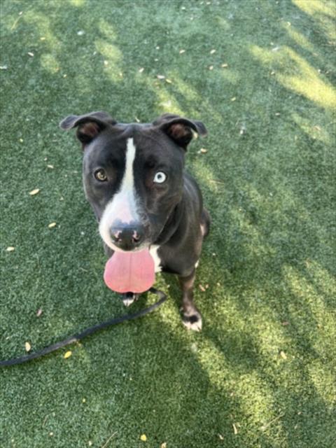 Enlarge BABY GIRL, a Adoptable Pit Bull Terrier in Chatsworth, CA image 1/1