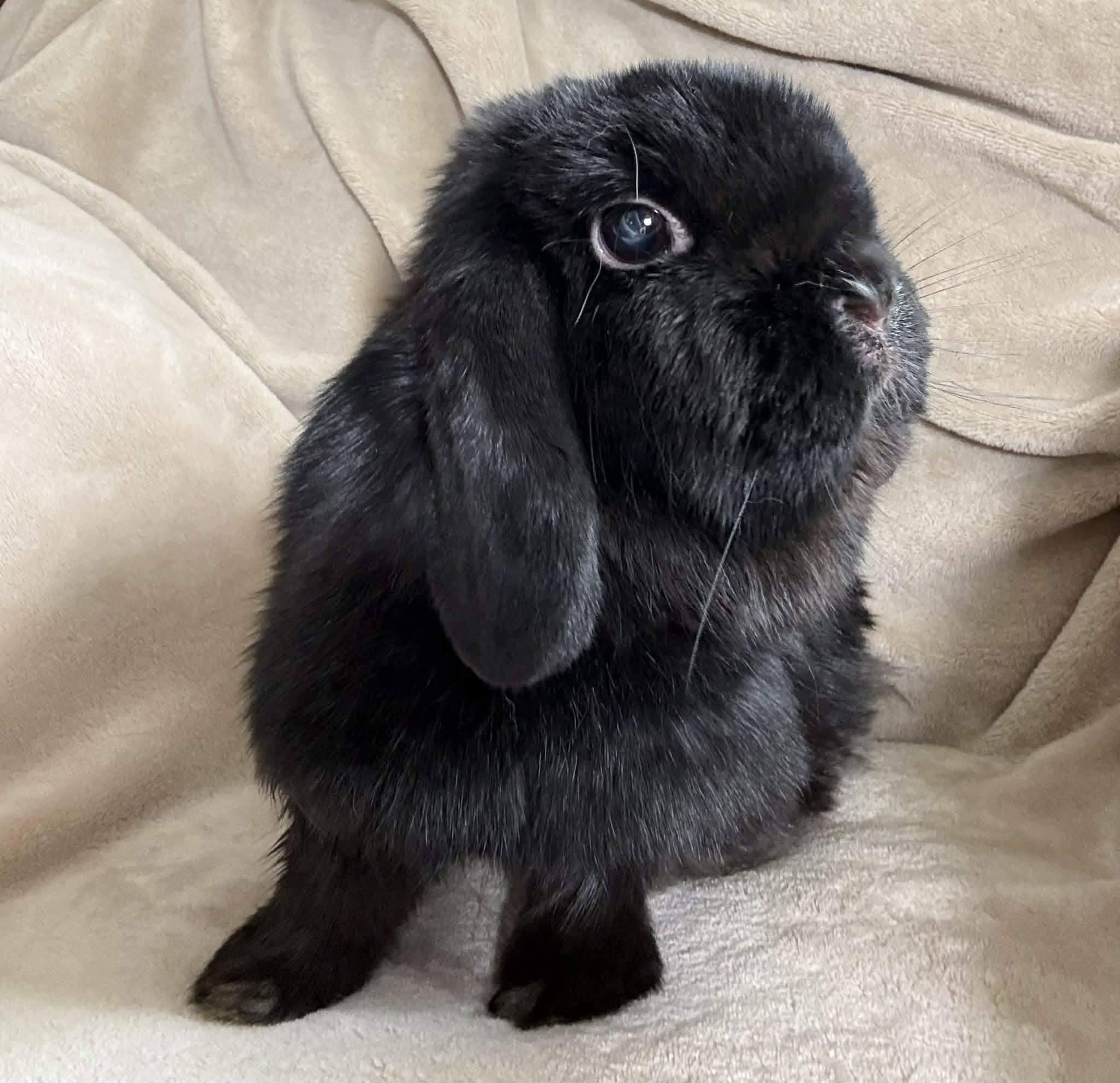 Clawde and Bonnie - BONDED Teeny TINY THERAPY BUNNIES - videos!!, a Adoptable Mini Lop in Bedford Hills, NY image 3/4