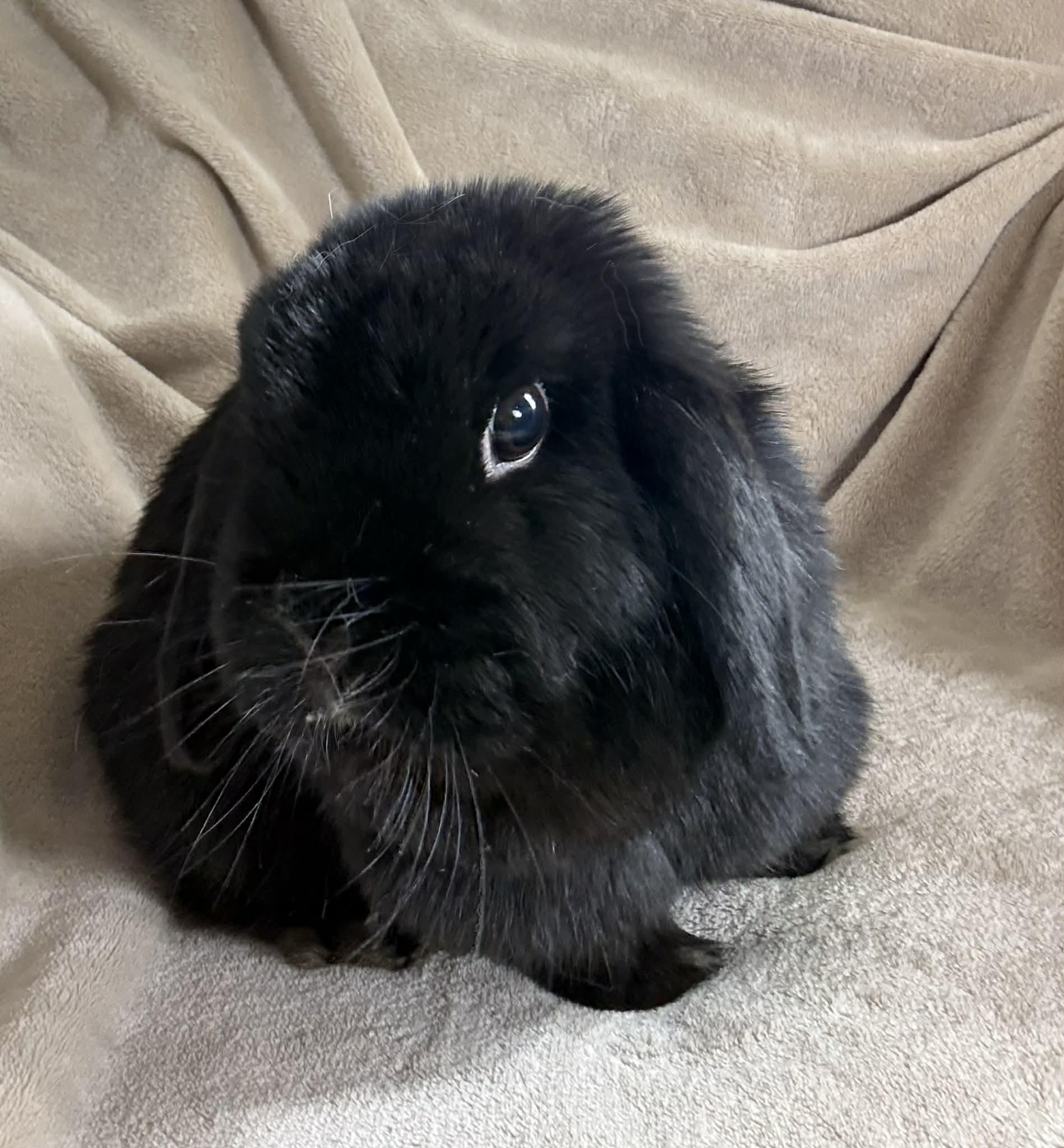 Clawde and Bonnie - BONDED Teeny TINY THERAPY BUNNIES - videos!!, a Adoptable Mini Lop in Bedford Hills, NY image 4/4