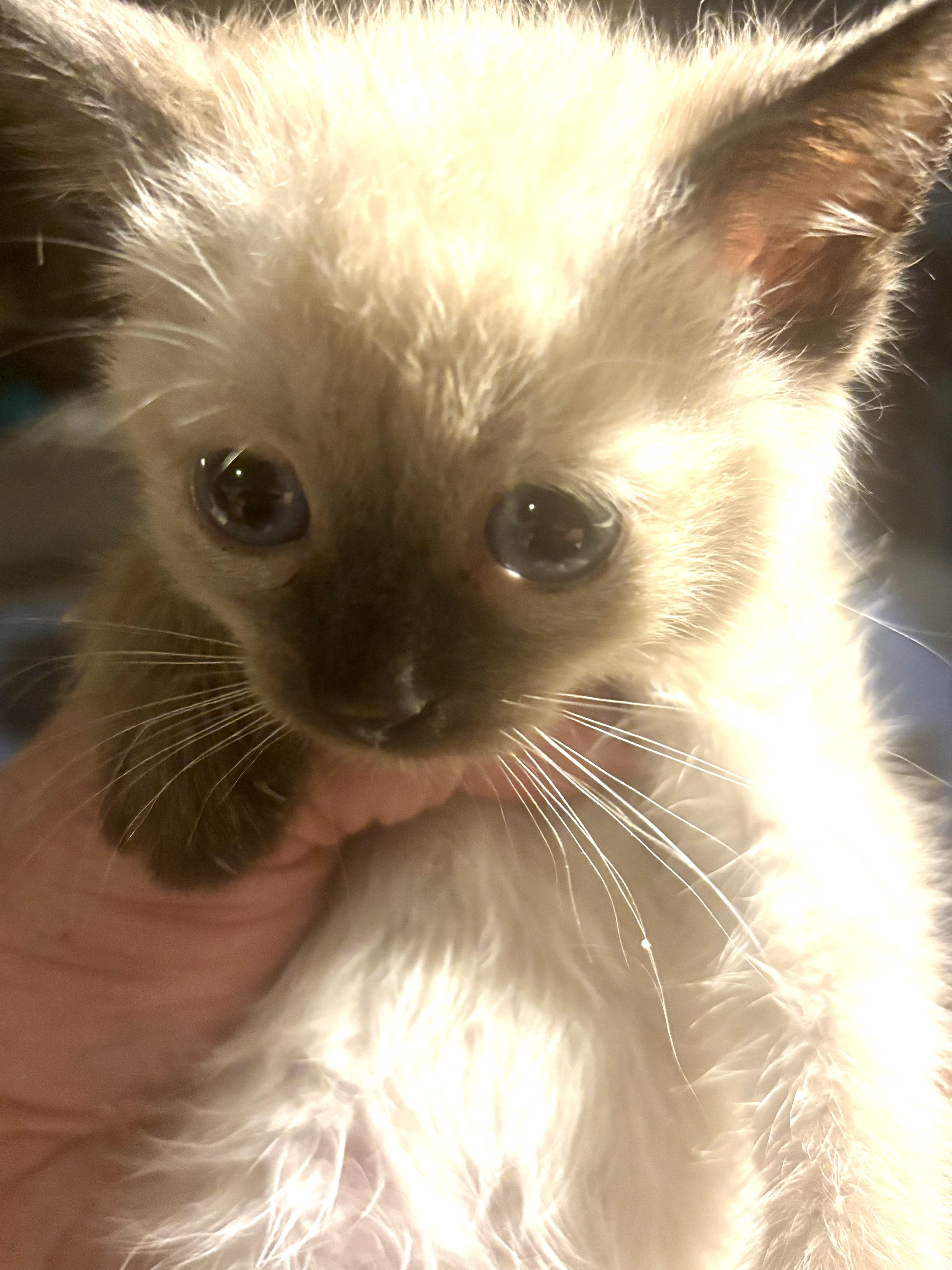 Enlarge Jasmine, a Adopted mixed breed in Lancaster, CA image 4/4