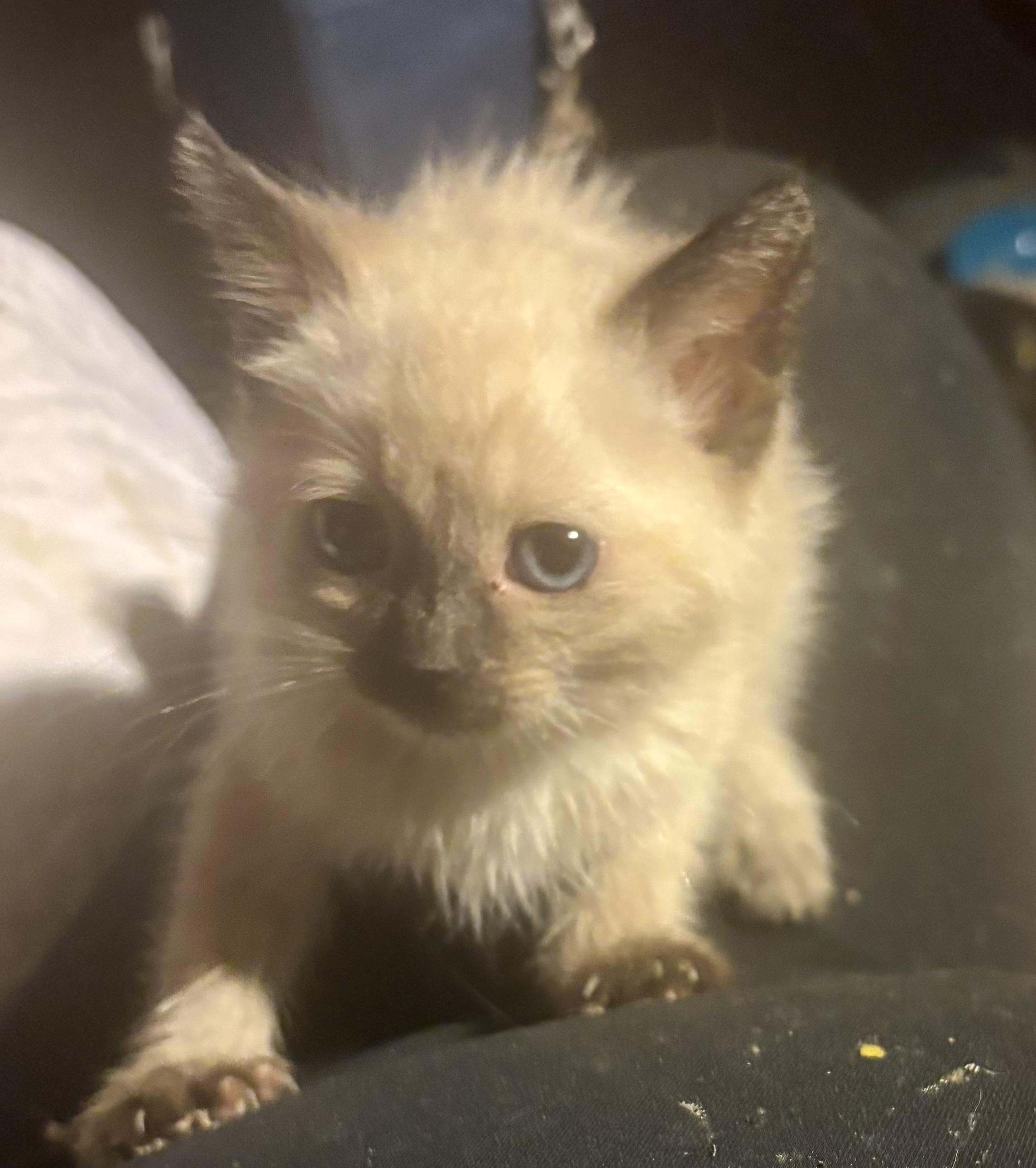 Jasmine, Adopted, Kitten Female Himalayan & Siamese.