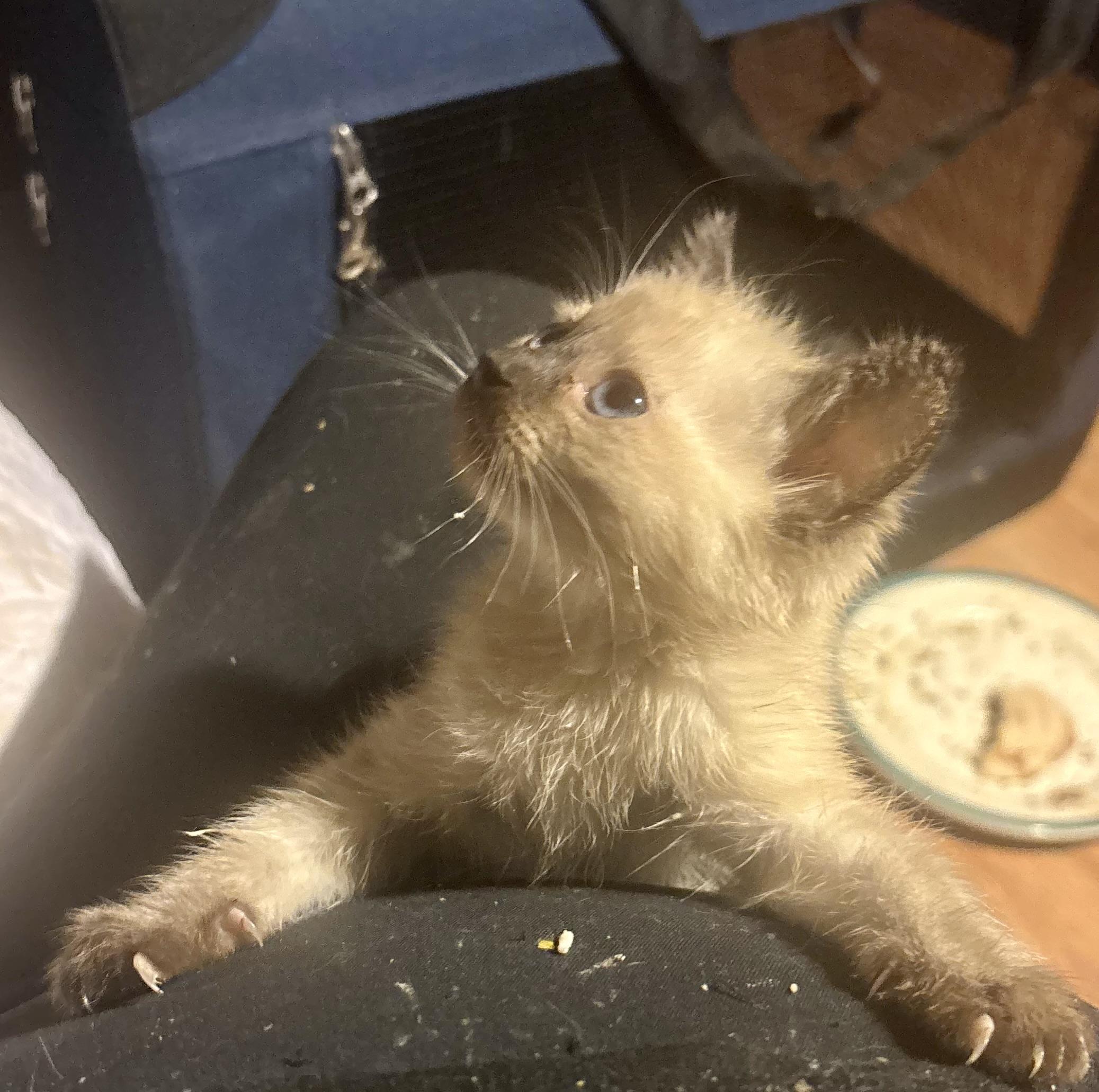 Enlarge Jasmine, a Adopted mixed breed in Lancaster, CA image 2/4