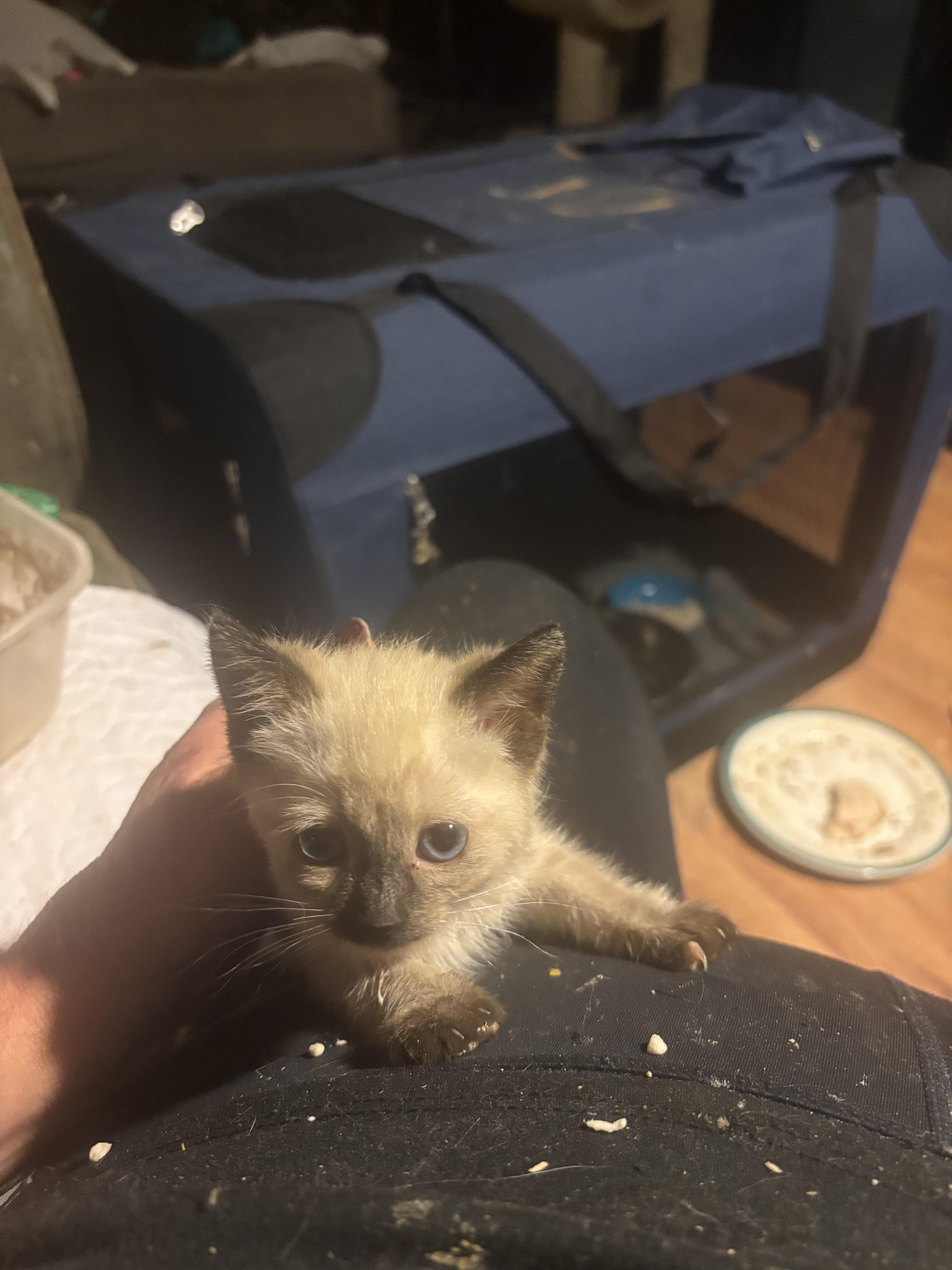 Enlarge Jasmine, a Adopted mixed breed in Lancaster, CA image 3/4