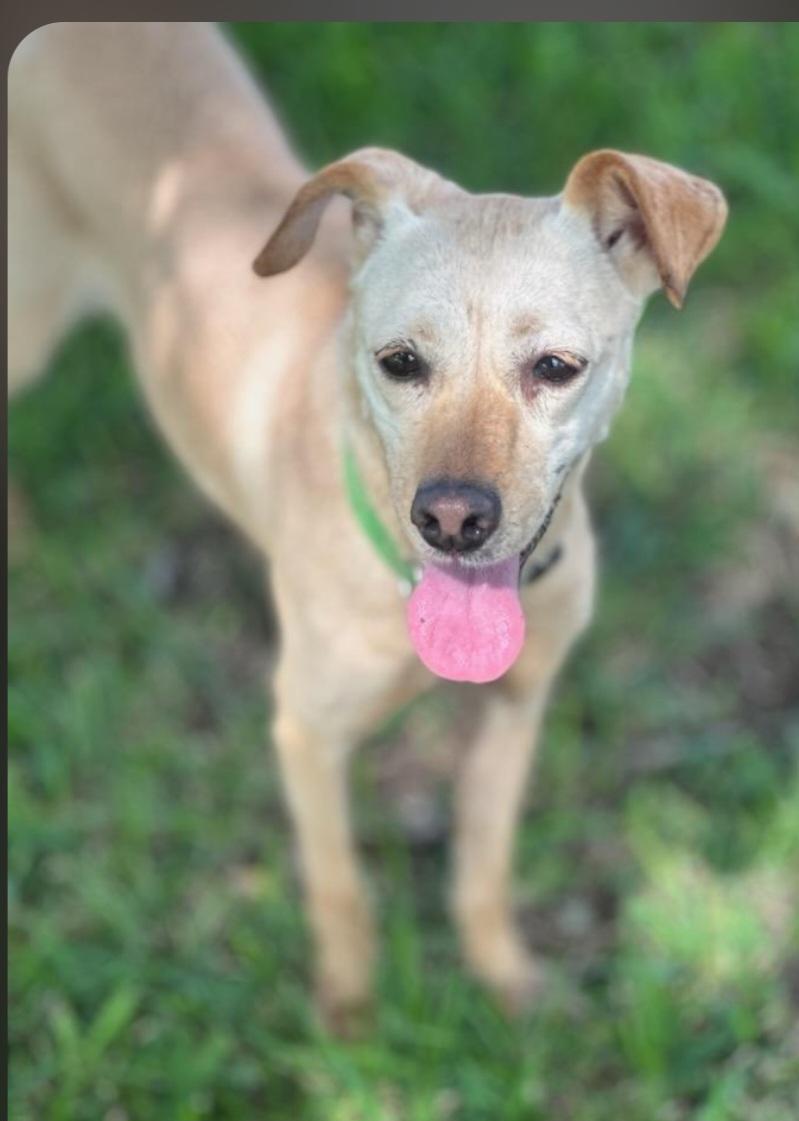 Enlarge Molly, a Adopted mixed breed in Newark, DE image 3/3