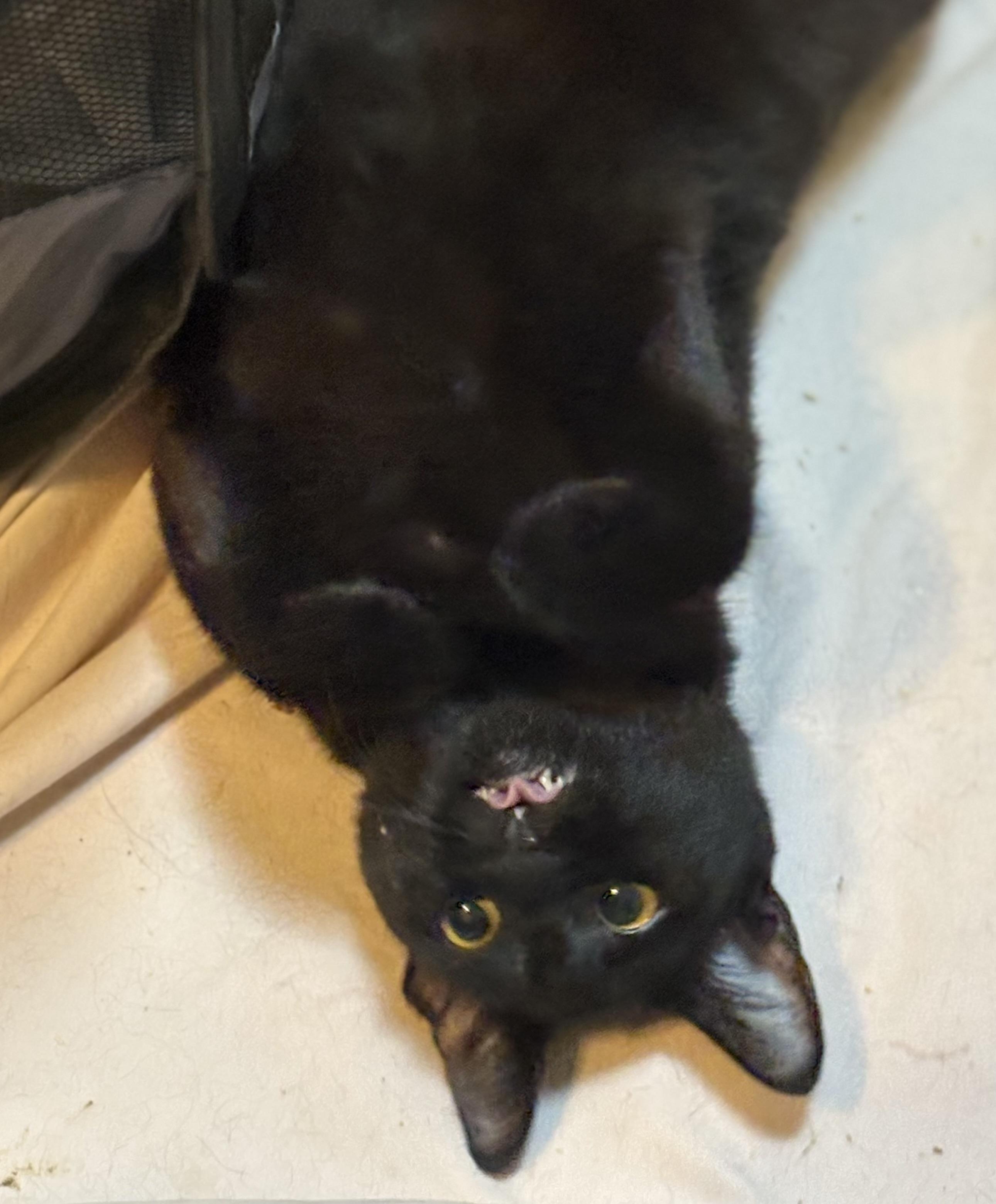 Samantha, Adoptable, Kitten Female Domestic Short Hair.