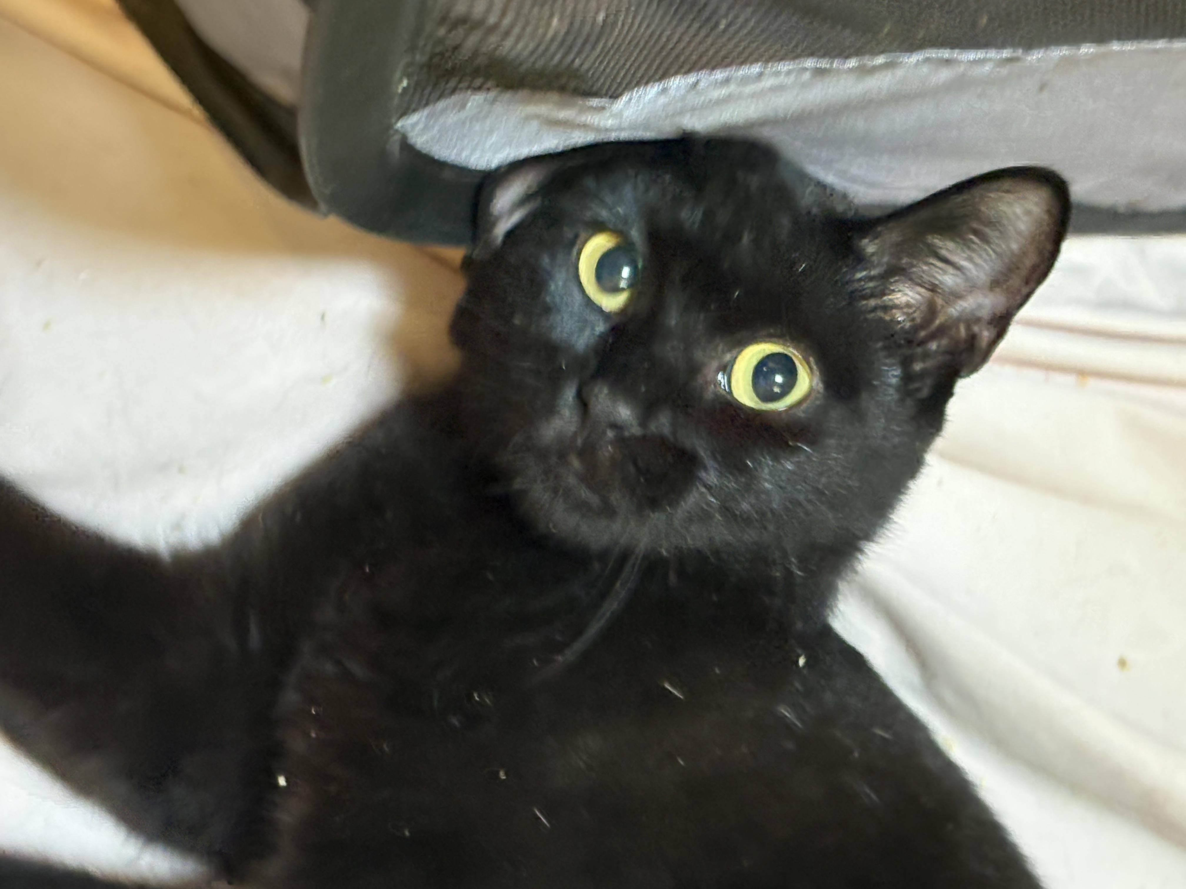 Enlarge Samantha, a Adoptable Domestic Short Hair in Richmond, VA image 2/3