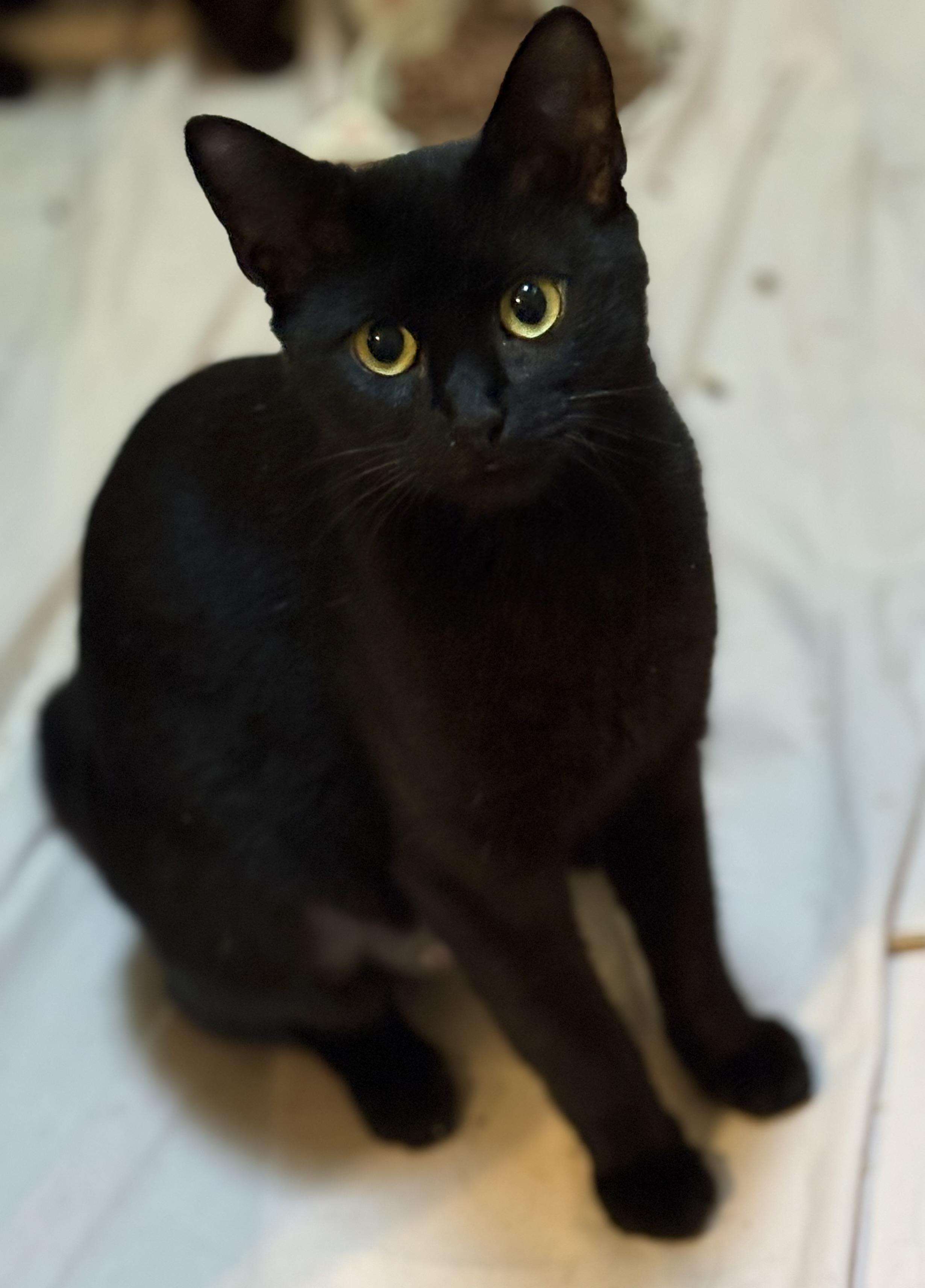 Enlarge Samantha, a Adoptable Domestic Short Hair in Richmond, VA image 3/3