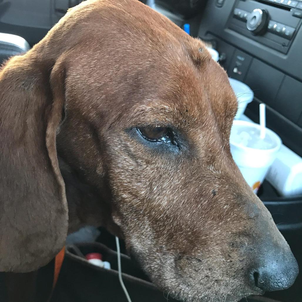 Enlarge Ruger, a Adoptable Redbone Coonhound in Chesapeake, VA image 1/1