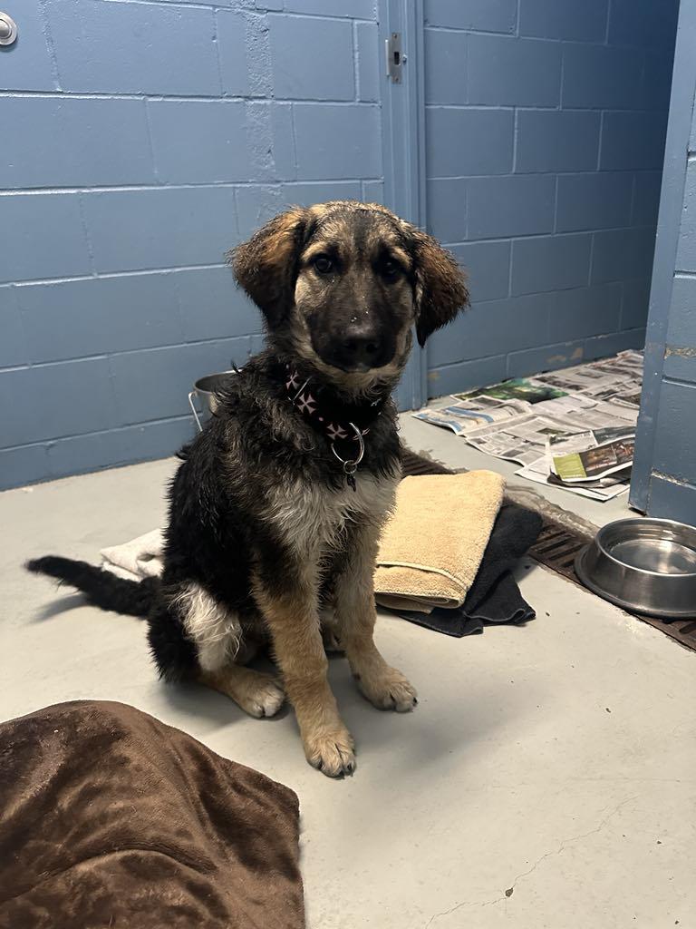 Enlarge Kika, a Adopted mixed breed in Whistler, BC image 4/6