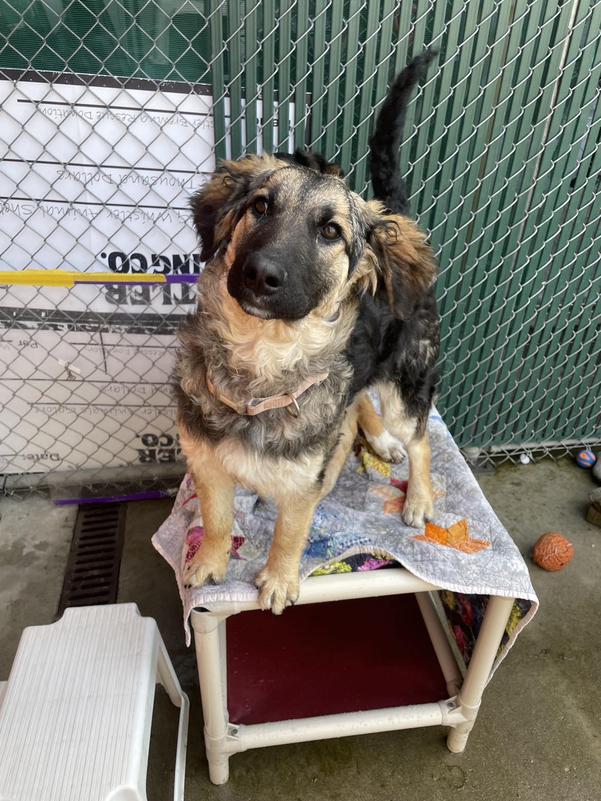 Enlarge Kika, a Adopted mixed breed in Whistler, BC image 3/6