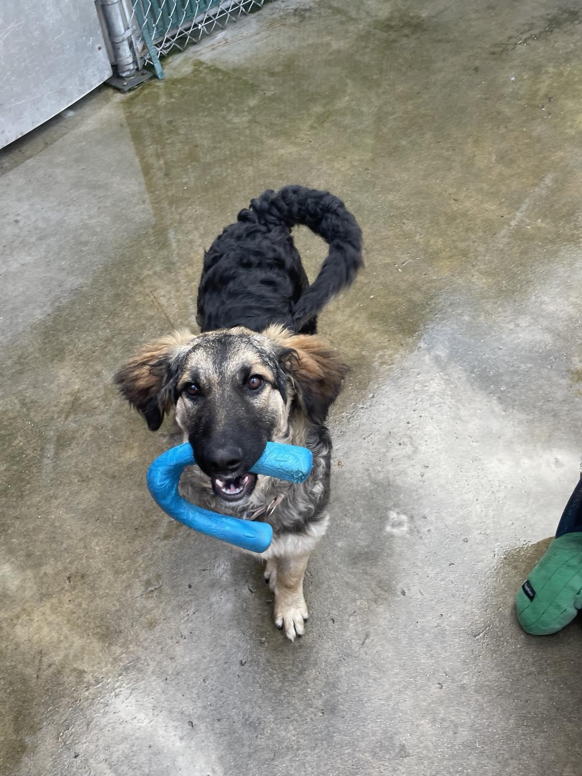 Enlarge Kika, a Adopted mixed breed in Whistler, BC image 5/6