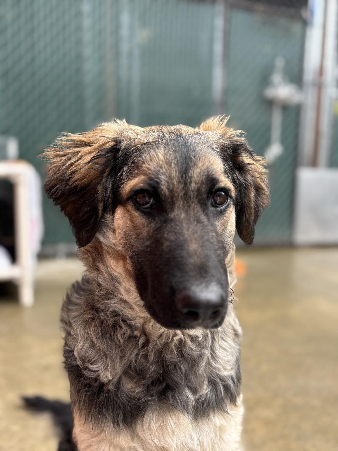 Enlarge Kika, a Adopted mixed breed in Whistler, BC image 2/6