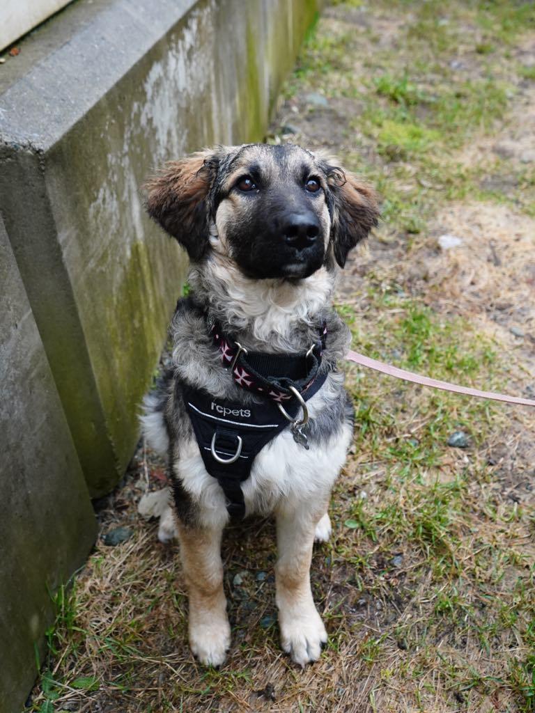 Kika, Adopted, Young Female Great Pyrenees.