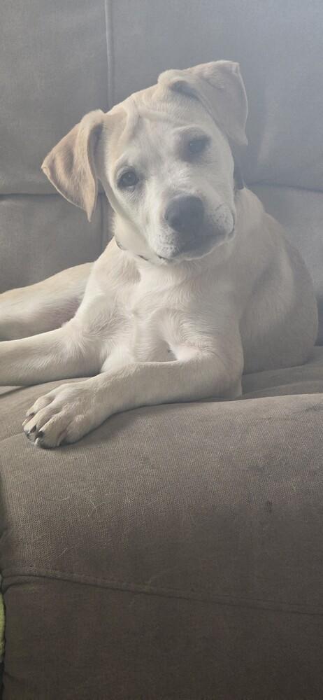 Willow, a Adoptable mixed breed in Wildomar, CA image 1/3