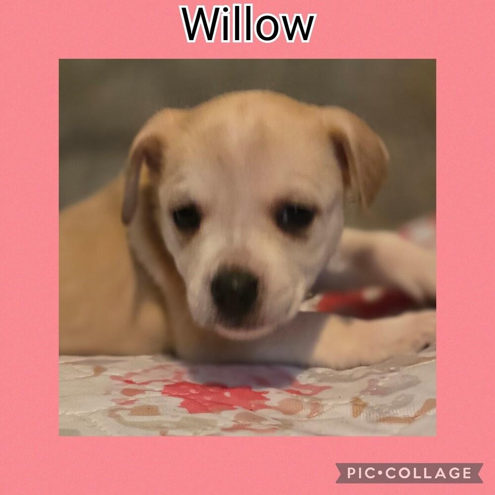 Willow, a Adoptable mixed breed in Wildomar, CA image 2/3