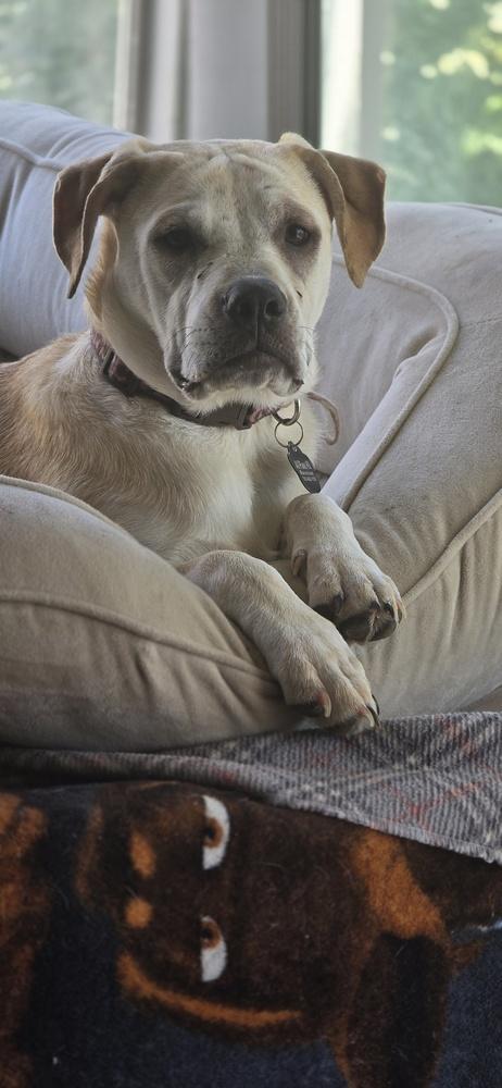 Willow, a Adoptable mixed breed in Wildomar, CA image 3/3