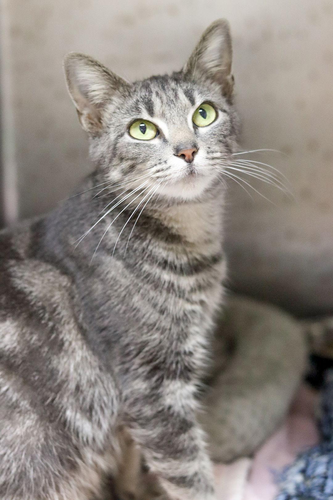 Merry, Adoptable, Young Female Domestic Short Hair.