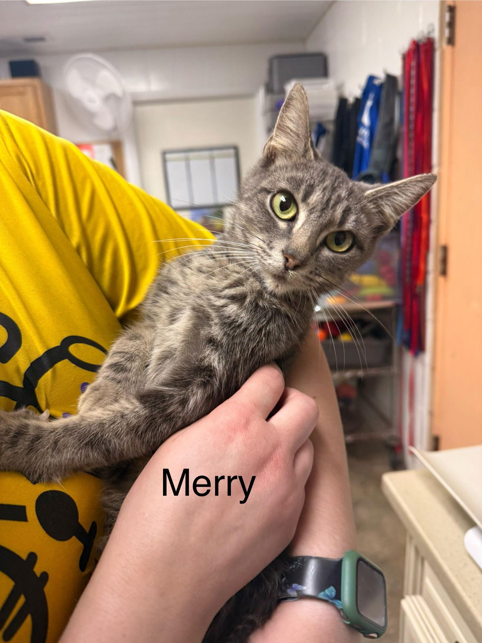 Enlarge Merry, a Adoptable Domestic Short Hair in Sanford, NC image 1/1