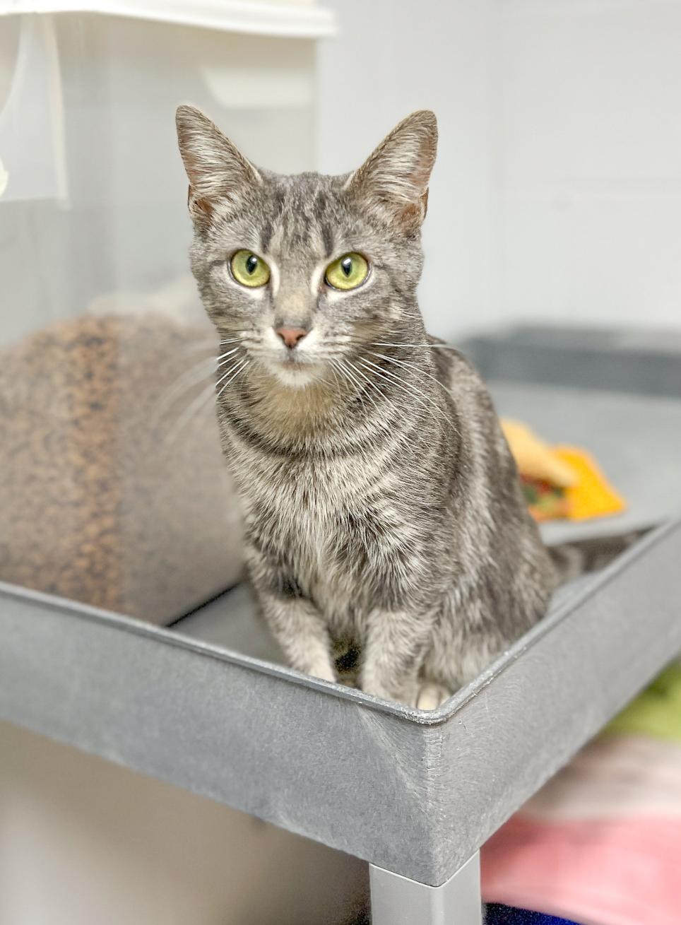 Enlarge Merry, a Adoptable Domestic Short Hair in Sanford, NC image 3/3