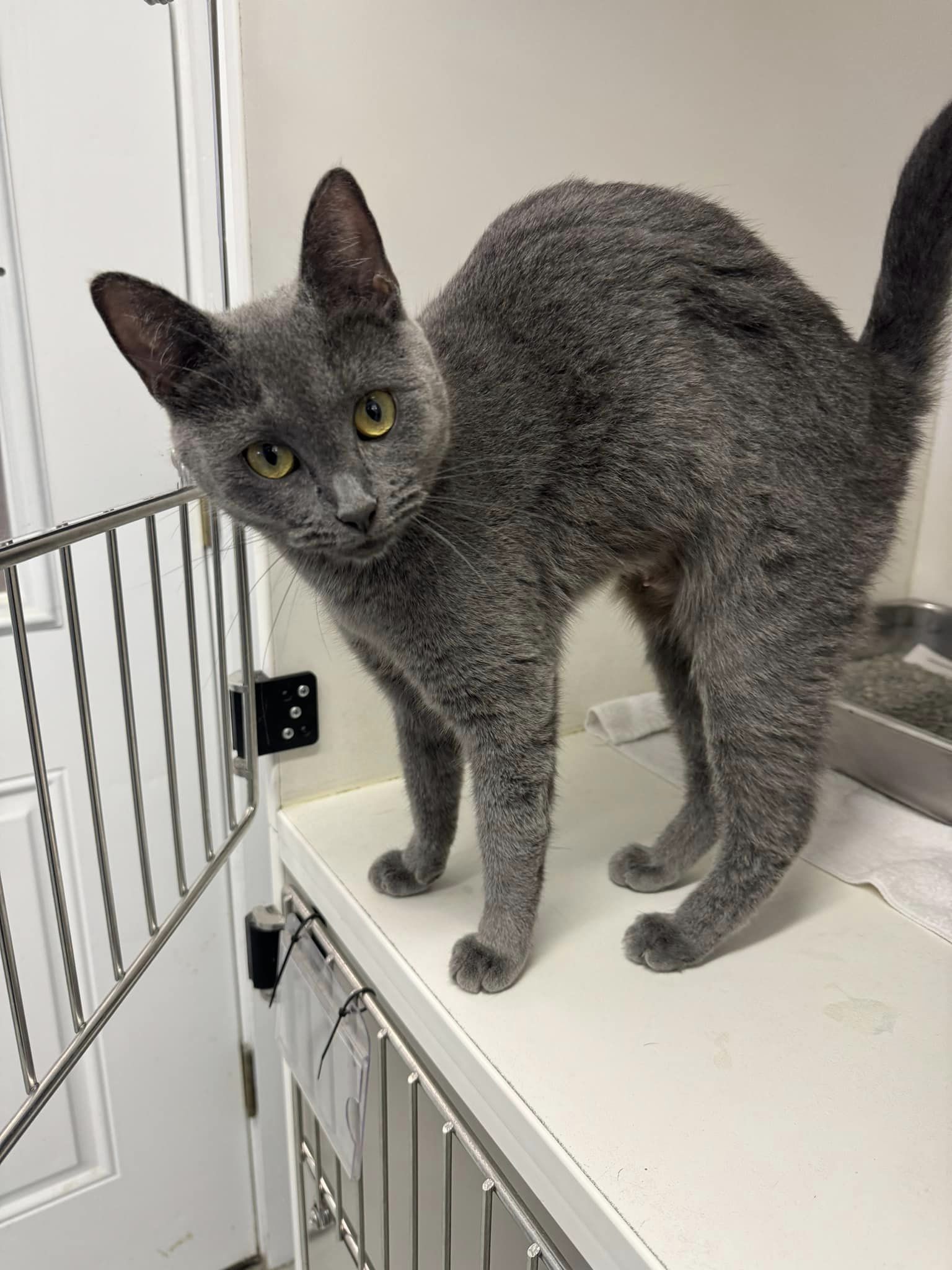 Cat for adoption Jewel, a Domestic Short Hair in Bloomfield, NJ