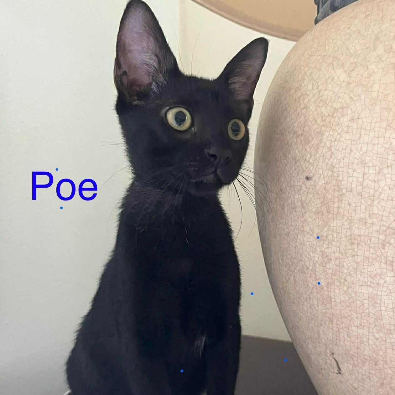 Poe 2