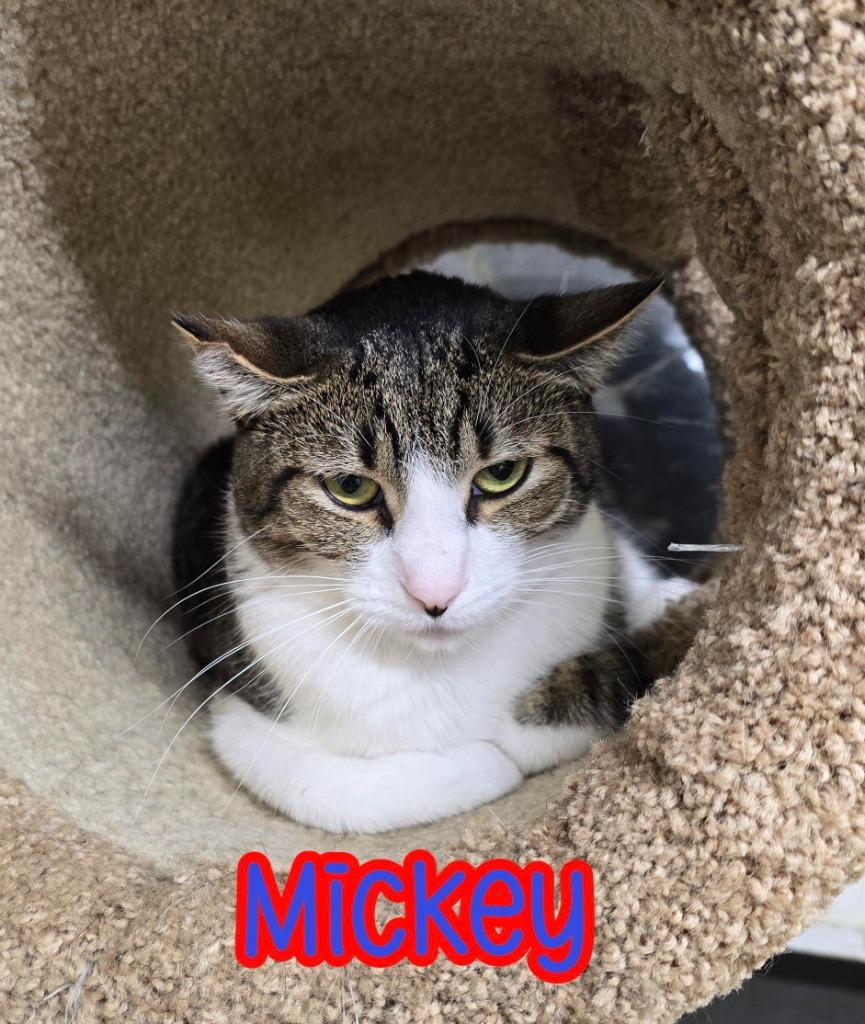 Mickey, Adoptable, Adult Male Domestic Short Hair.