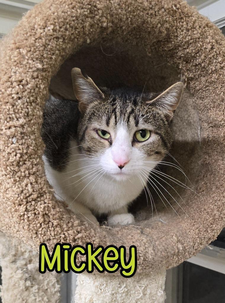 Mickey, Adoptable, Adult Male Domestic Short Hair.