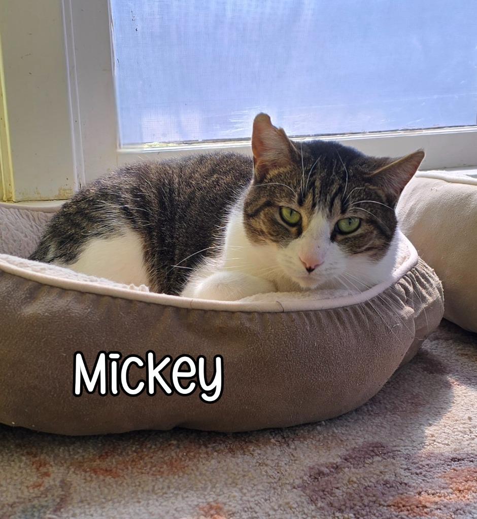 Enlarge Mickey, a Adoptable mixed breed in Port Clinton, OH image 4/6