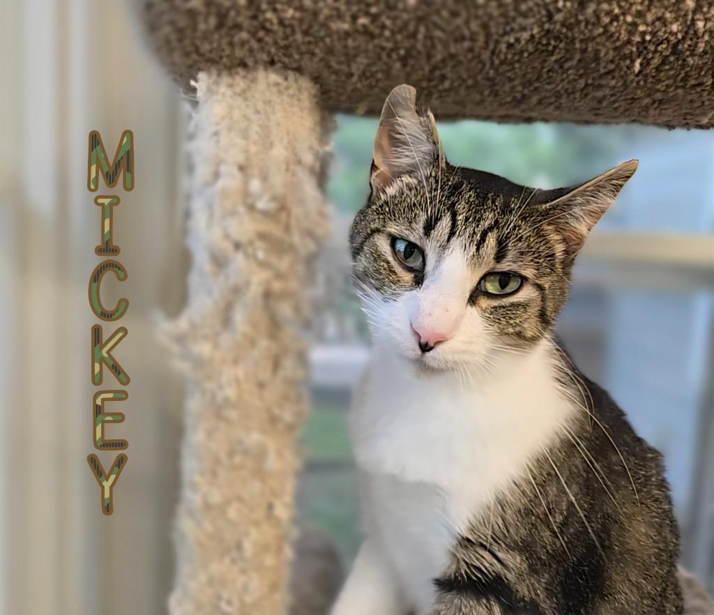 Enlarge Mickey, a Adoptable mixed breed in Port Clinton, OH image 5/6
