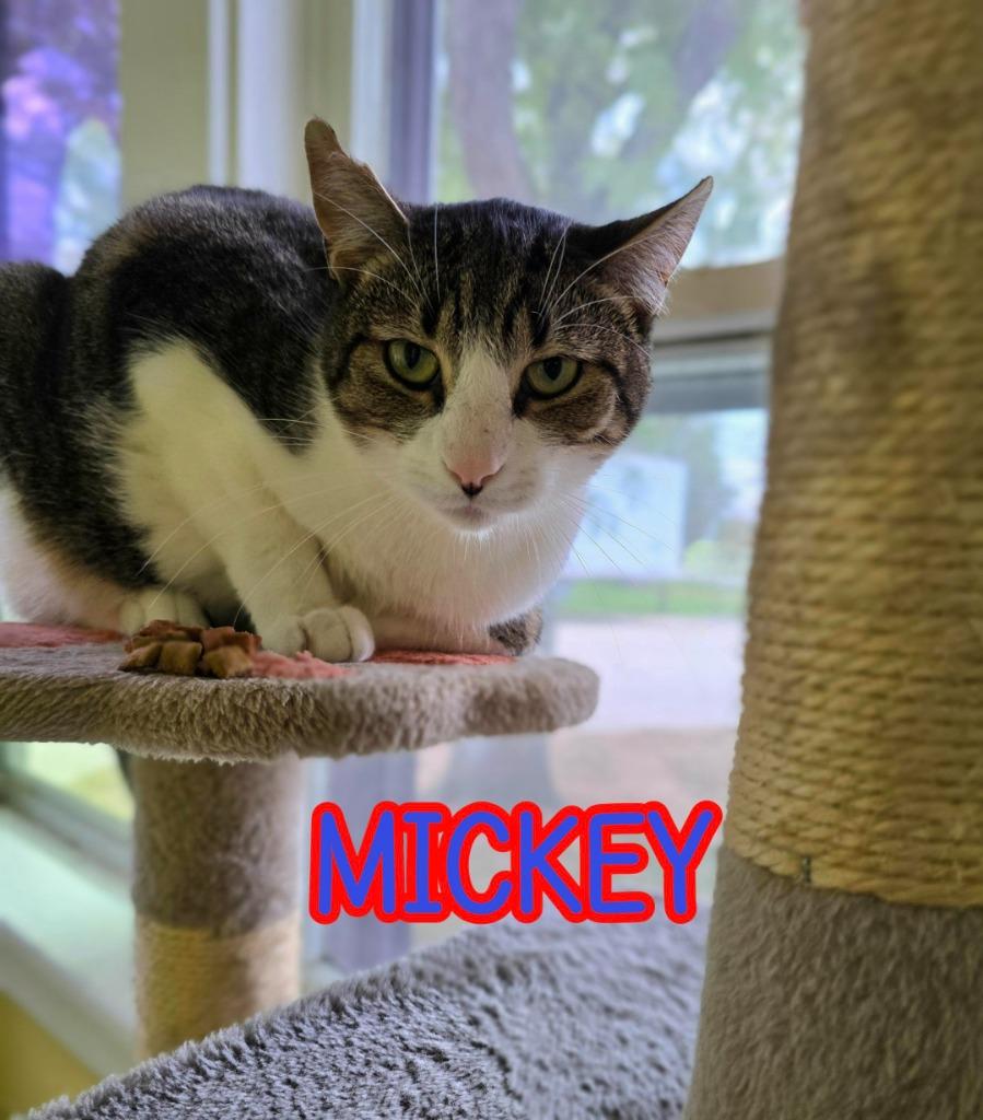 Enlarge Mickey, a Adoptable mixed breed in Port Clinton, OH image 3/6